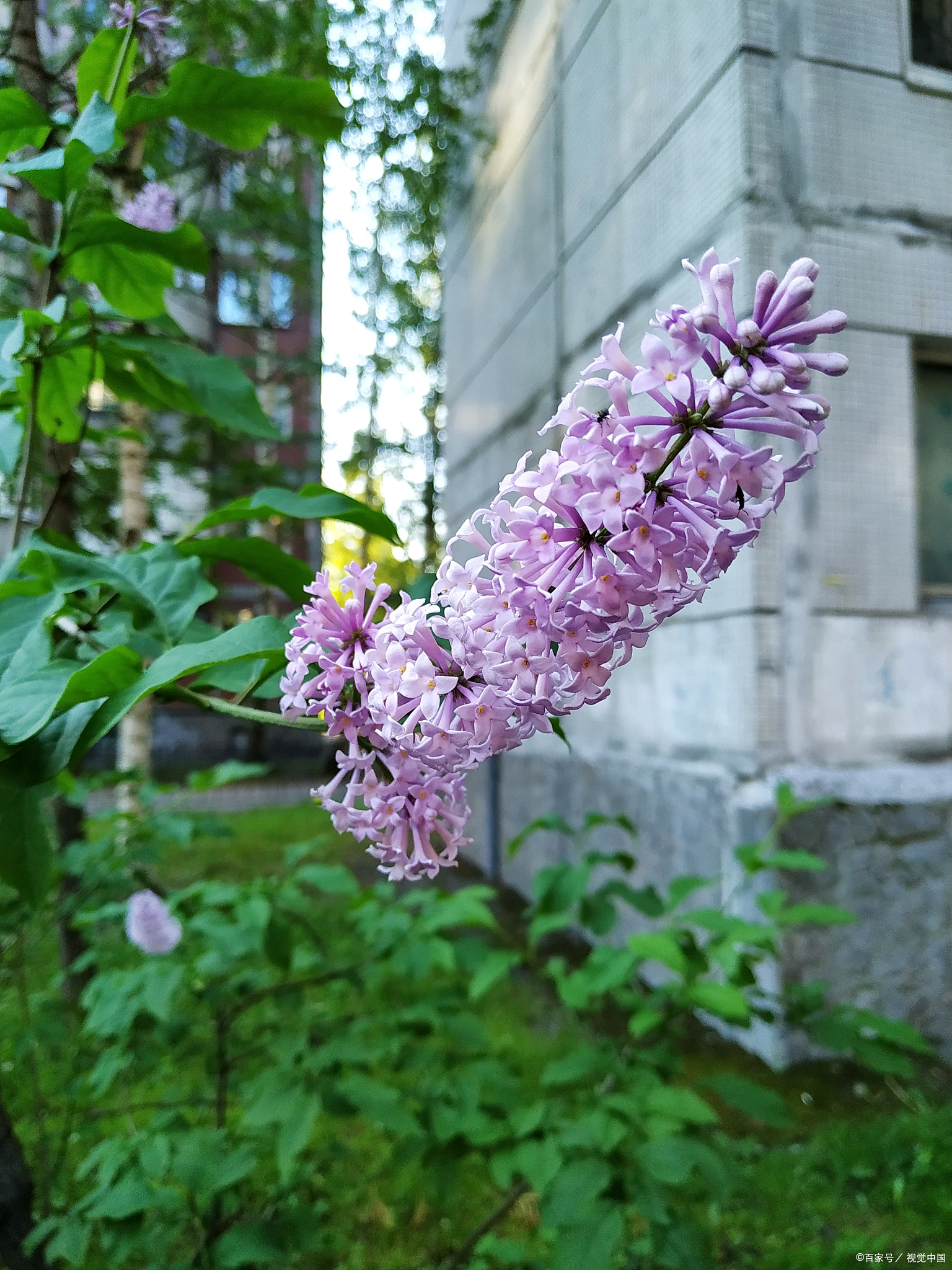 梧桐花:清雅花香,挥发油与黄酮之美在花开的时节