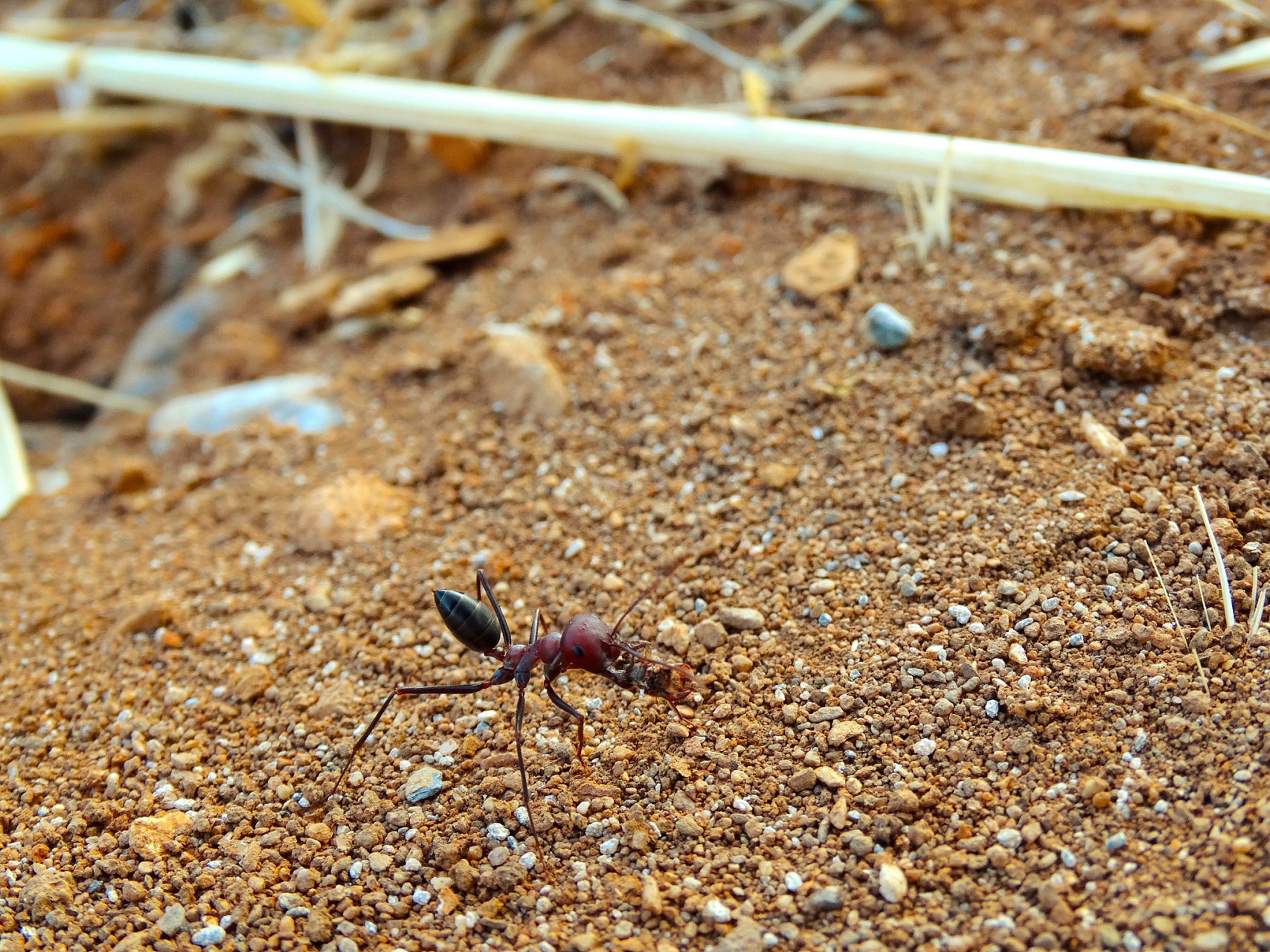 摘要:大头蚁是自然界中的珍贵生物,其养殖历史可追溯至古代文明.