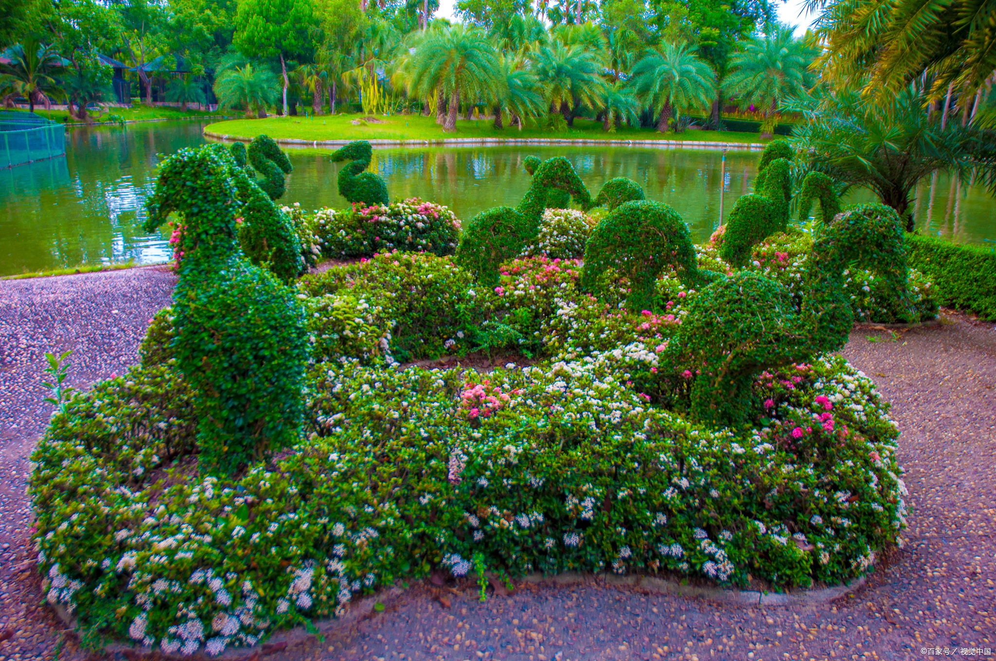 热带雨林区的兰花,如繁星点点,静静地散发着幽香;蕨