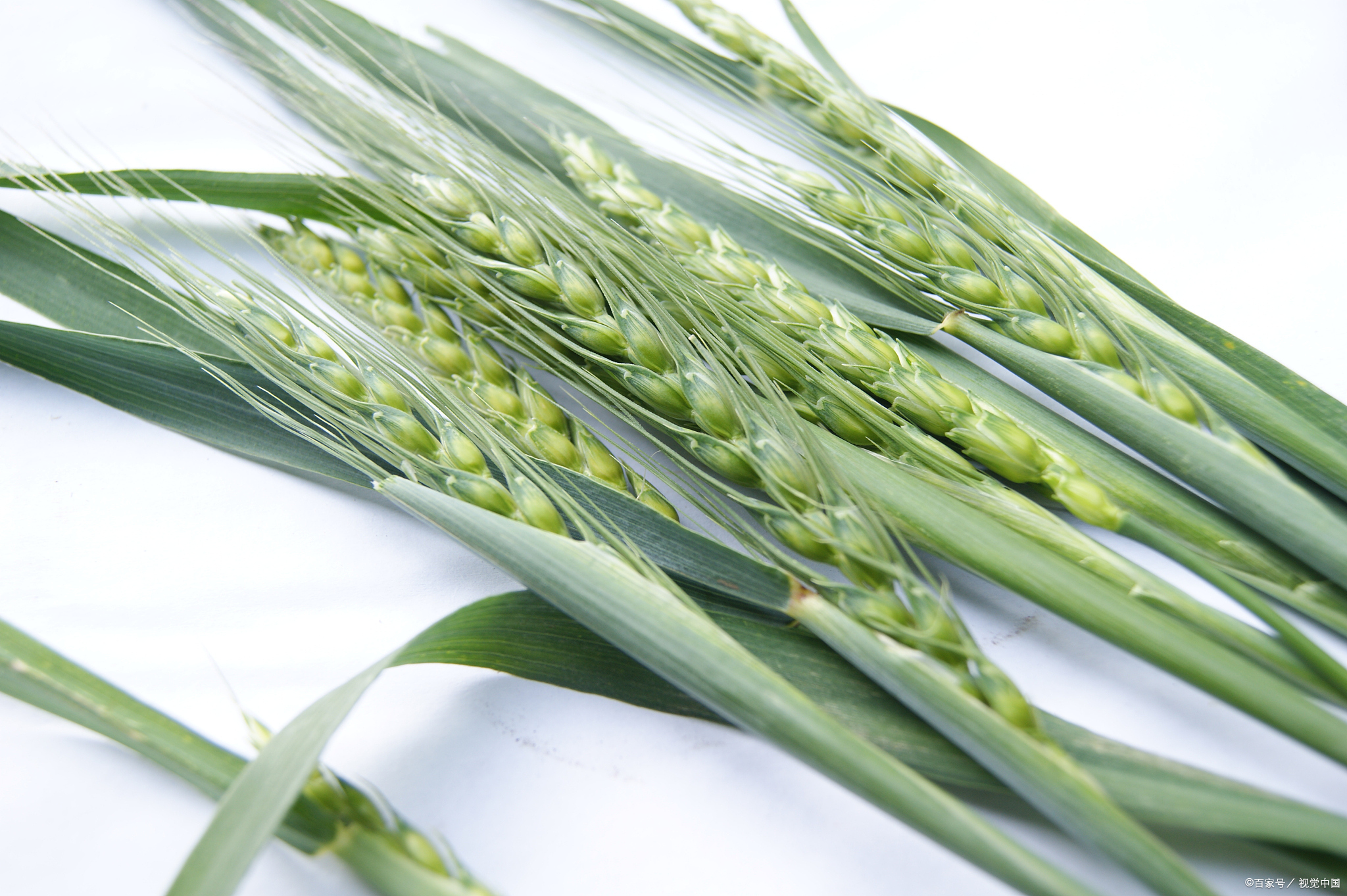 淮麦33小麦品种介绍