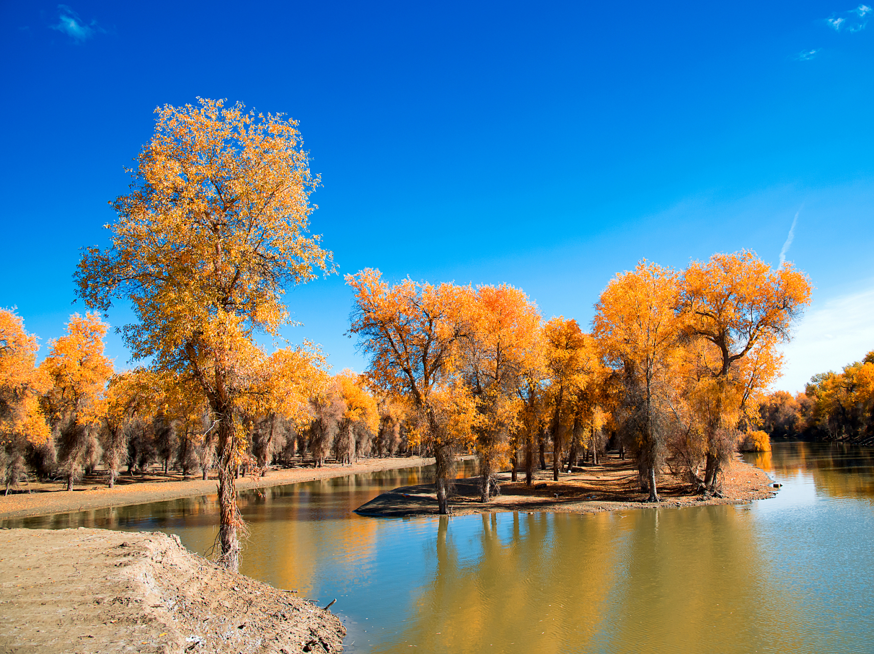 新疆塔里木河湿地胡杨林是世界著名的内陆河之一,全长约2179公里,发源