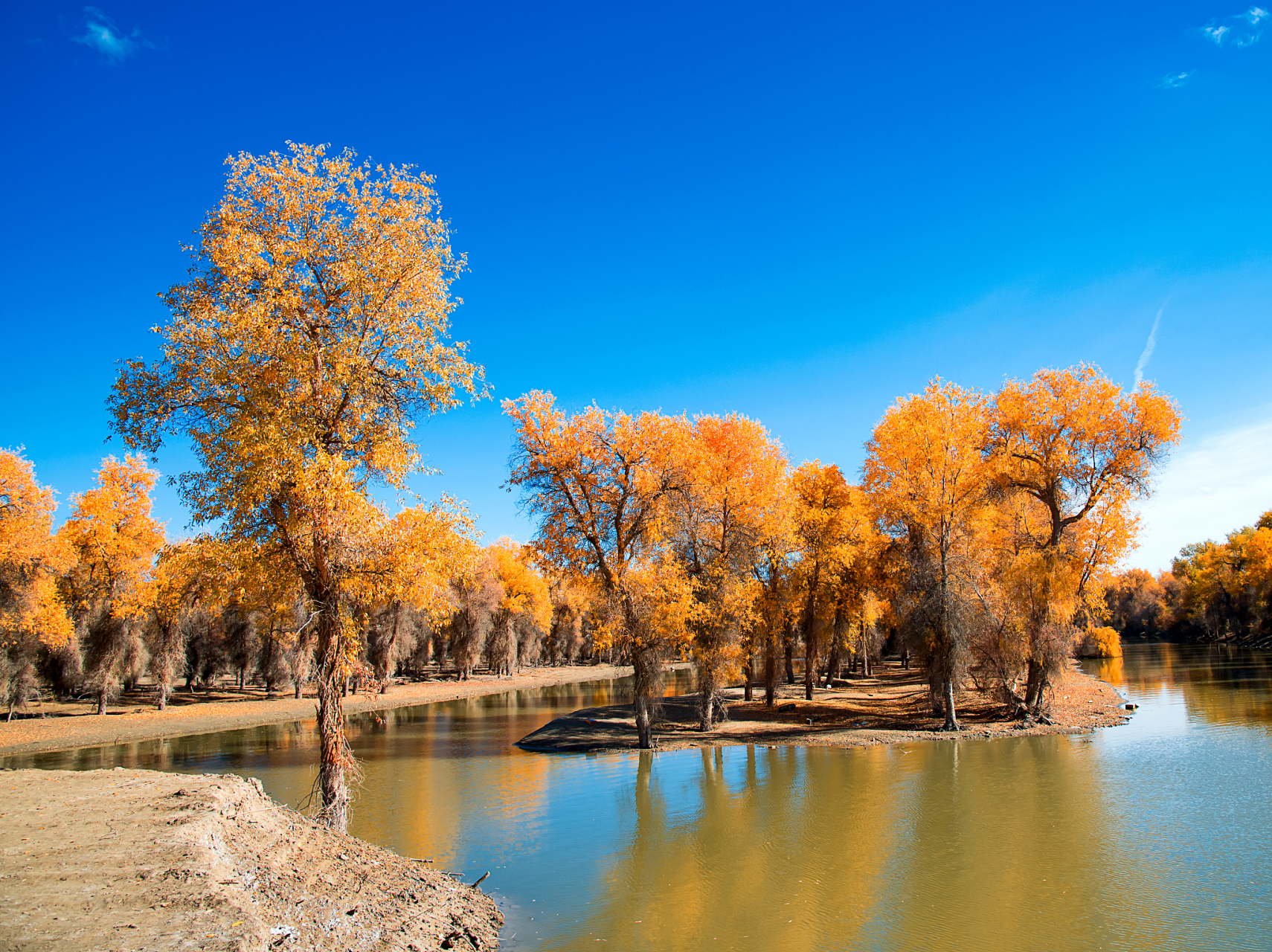 新疆塔里木河湿地胡杨林是世界著名的内陆河之一,全长约2179公里,发源