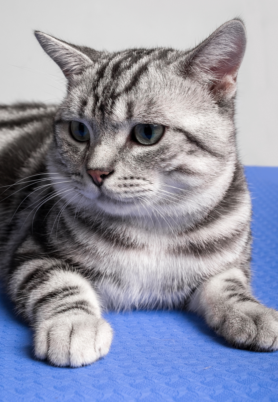 美短# #猫咪日常# 今天带大家认识一下美短,它是一种原产于美国的猫
