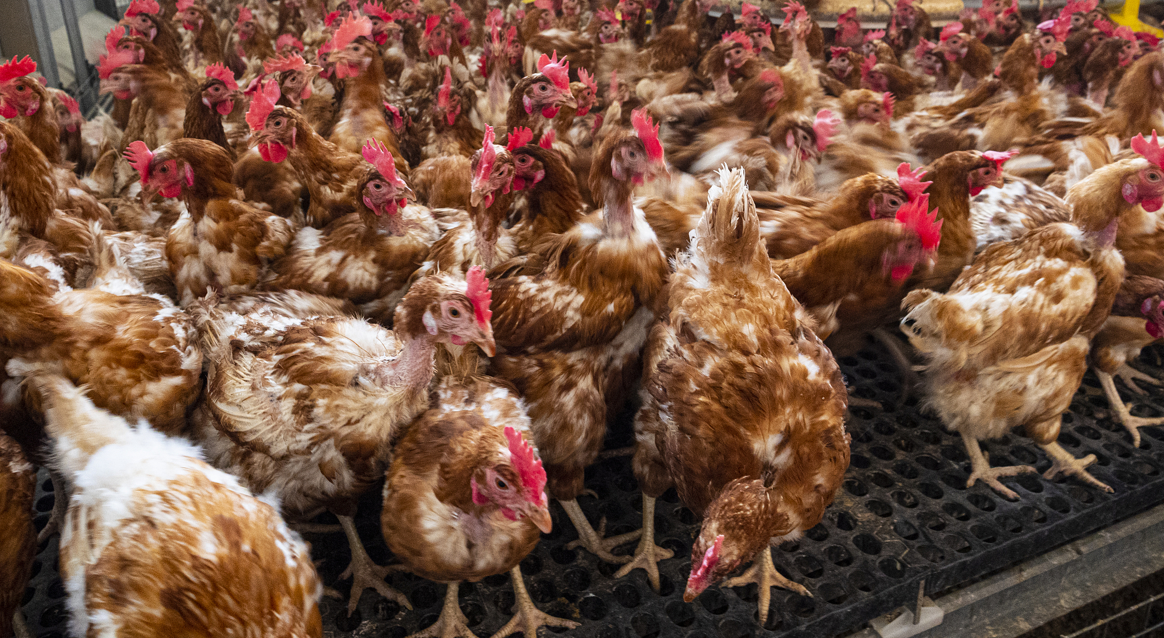 肉鸡养殖管理技术要点包括以下几个方面:  1.