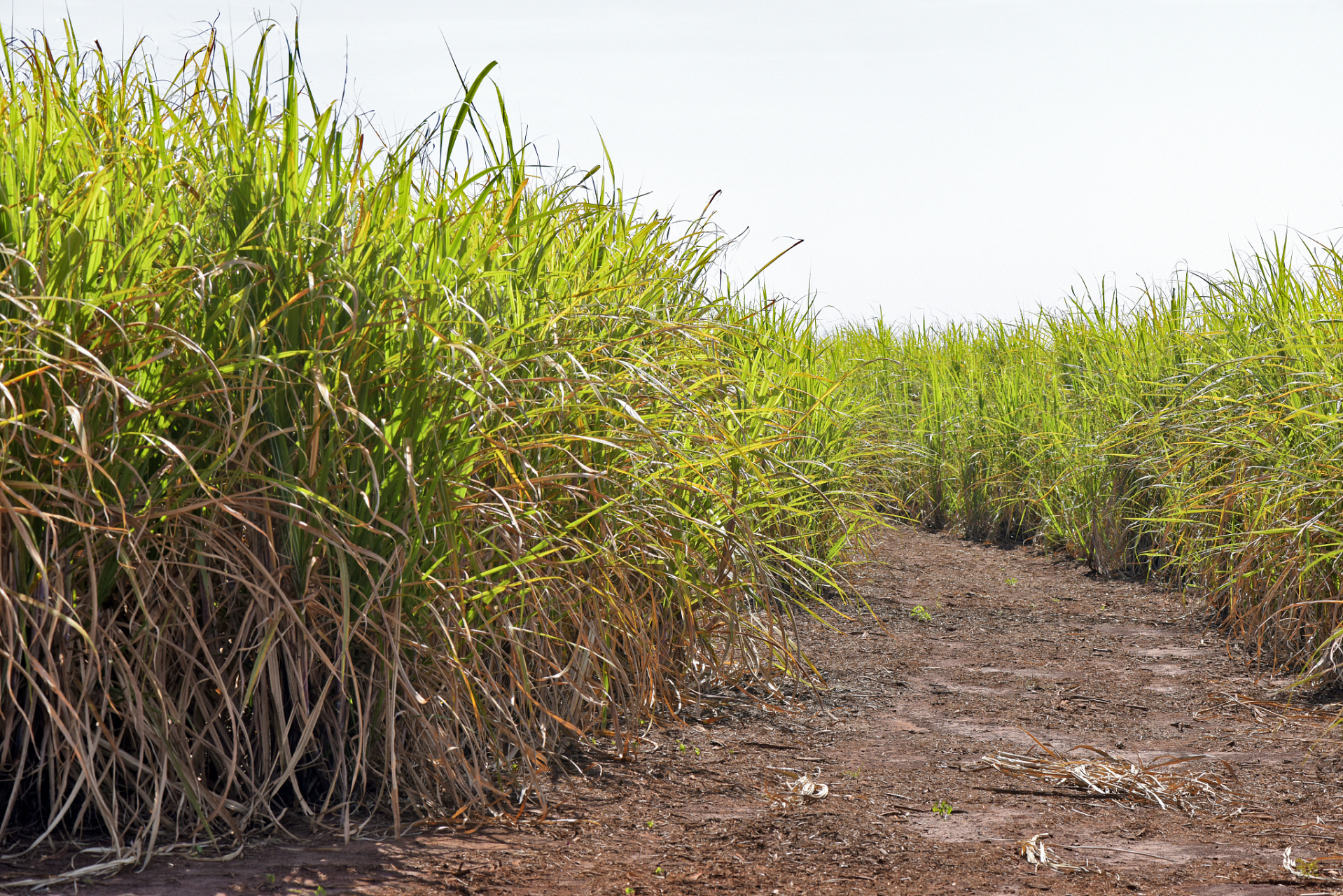 巴西新一季甘蔗产量即将登场,有望创下历史新高!