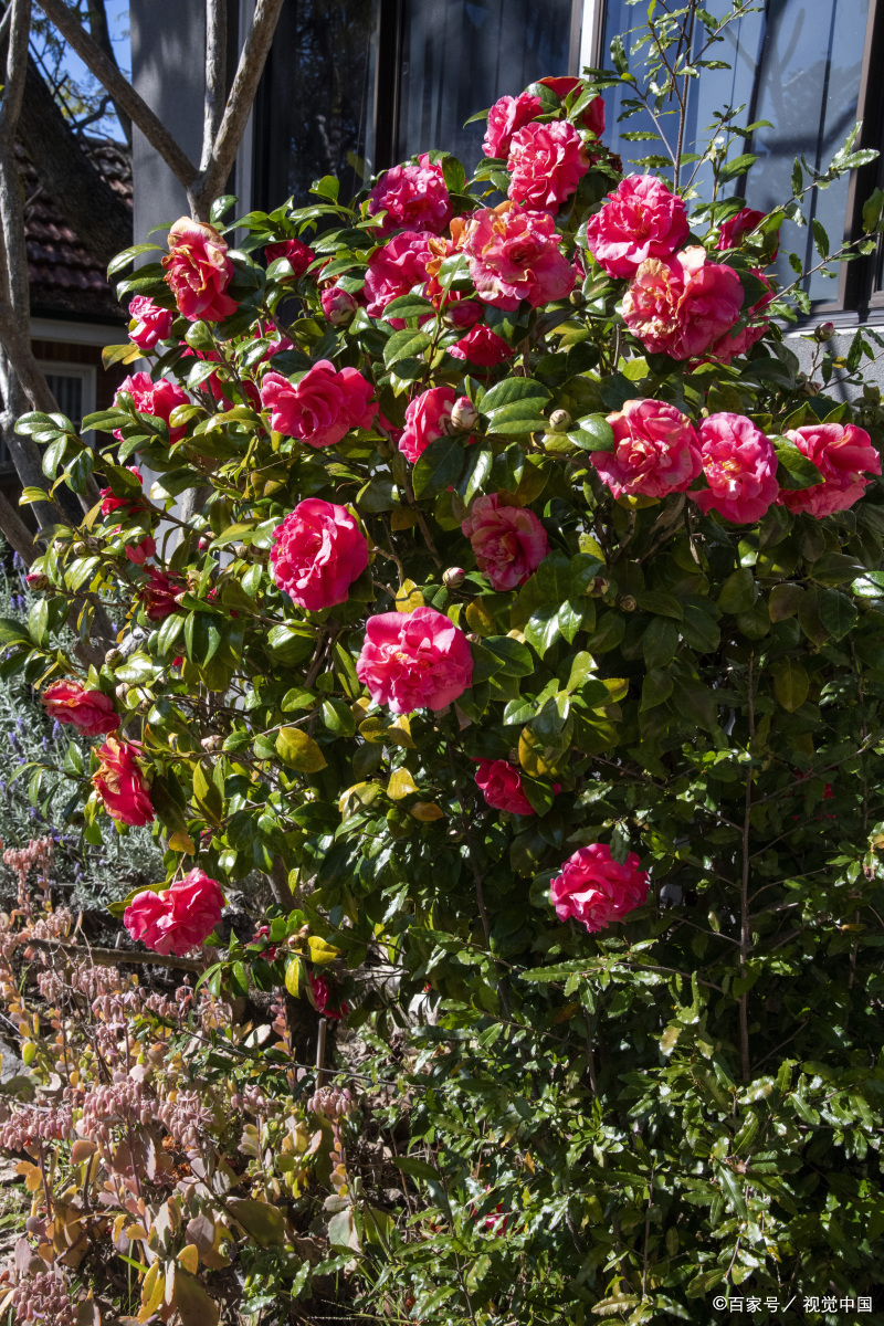 耐阴爬藤月季品种推荐