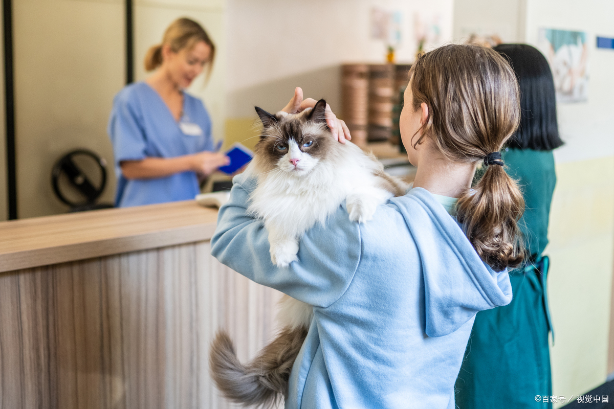 养猫究竟是天堂还是"地狱"?全面了解养猫的好处与坏处!