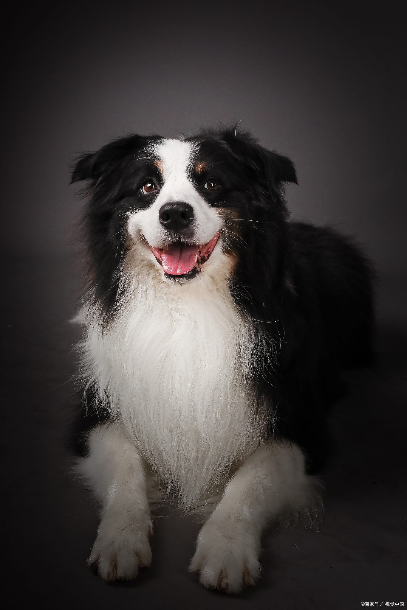 边牧为什么比别的狗聪明为什么在线