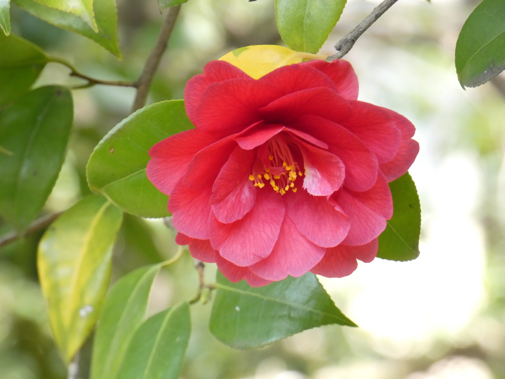 山茶花适合什么季节养殖?  你是否也像我一样喜欢山茶花?