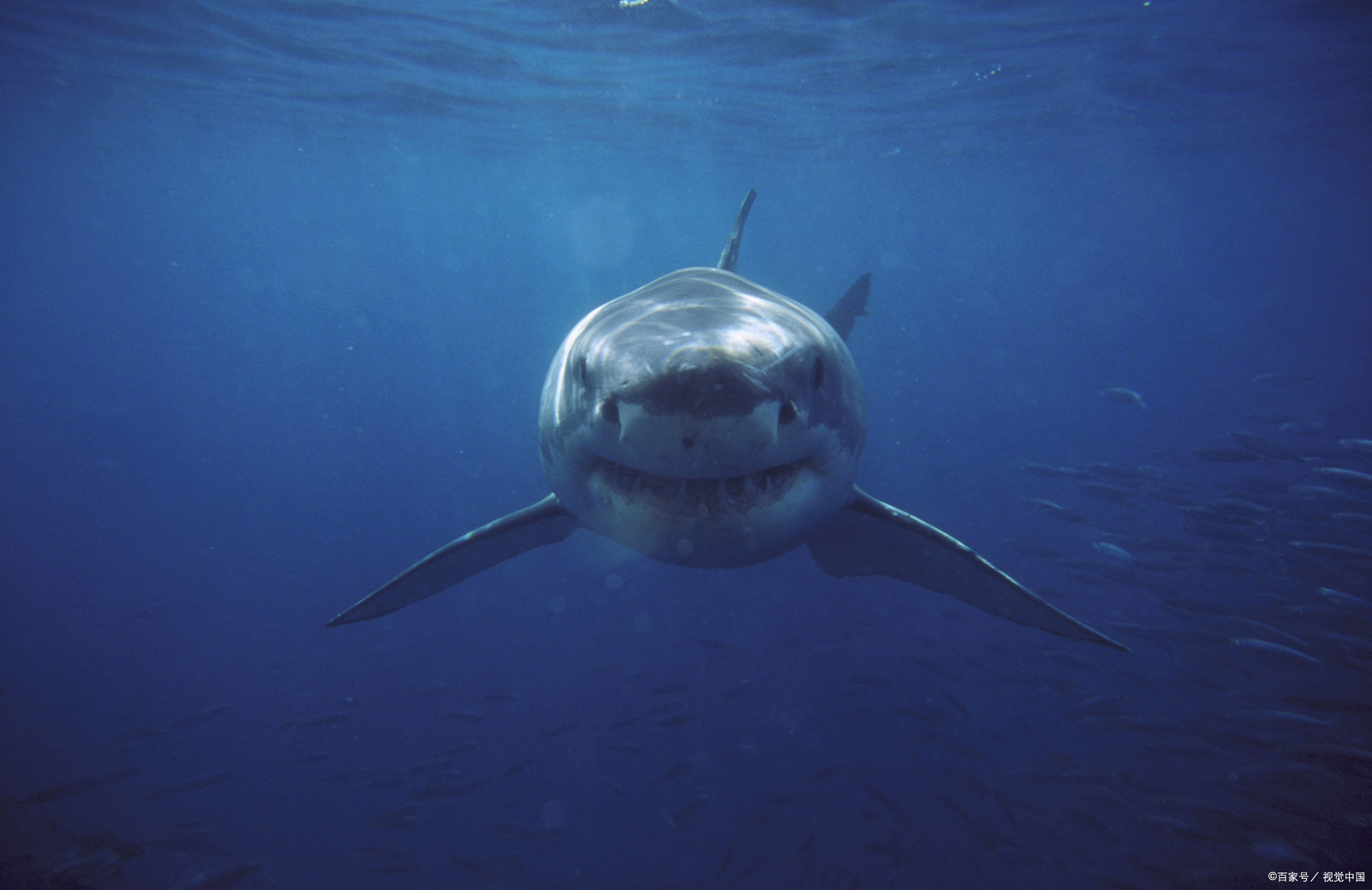 为什么说鲨鱼是海洋中的顶级捕食者?