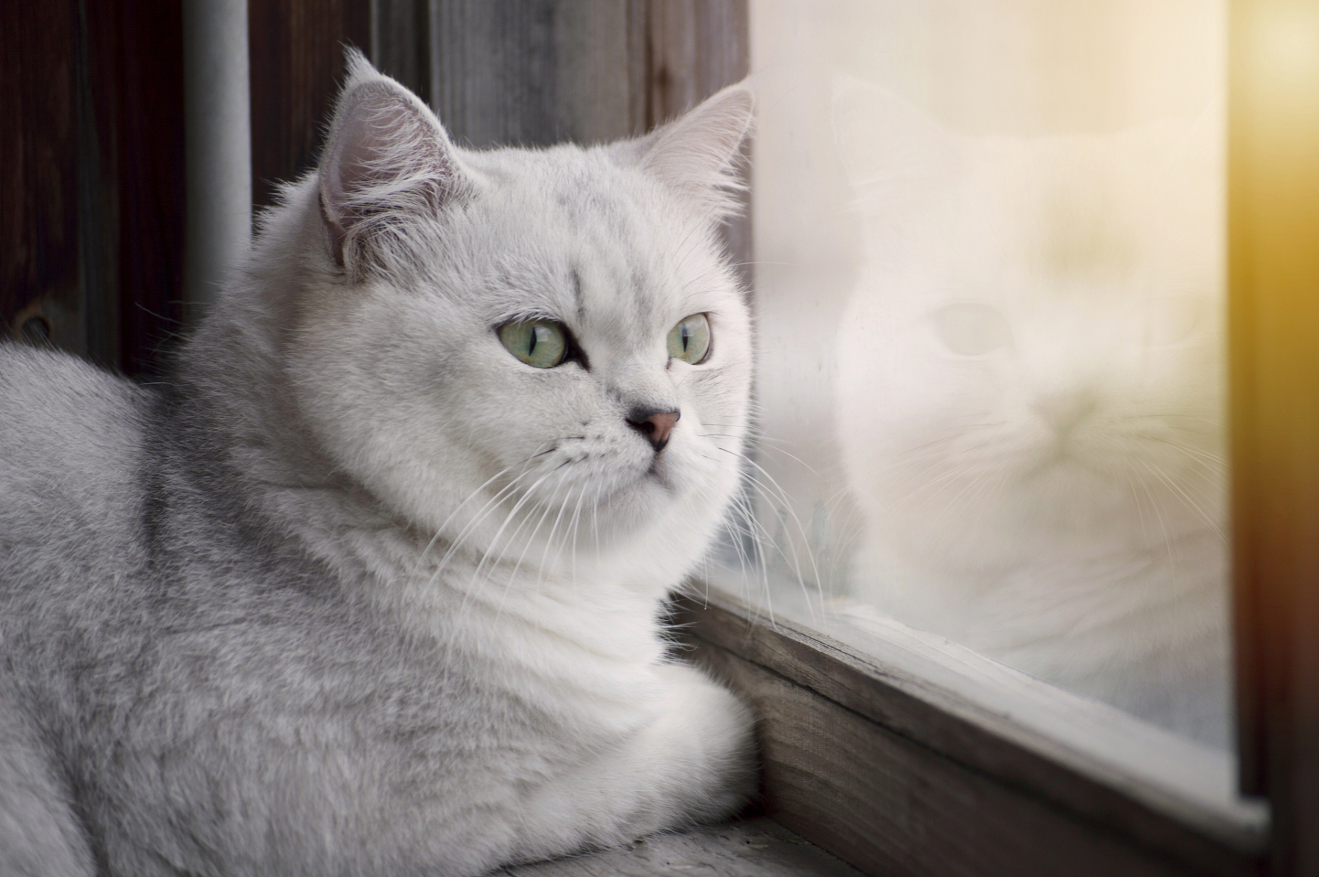 英国短毛猫,这名字听起来就充满了贵族气息.但你知道吗?
