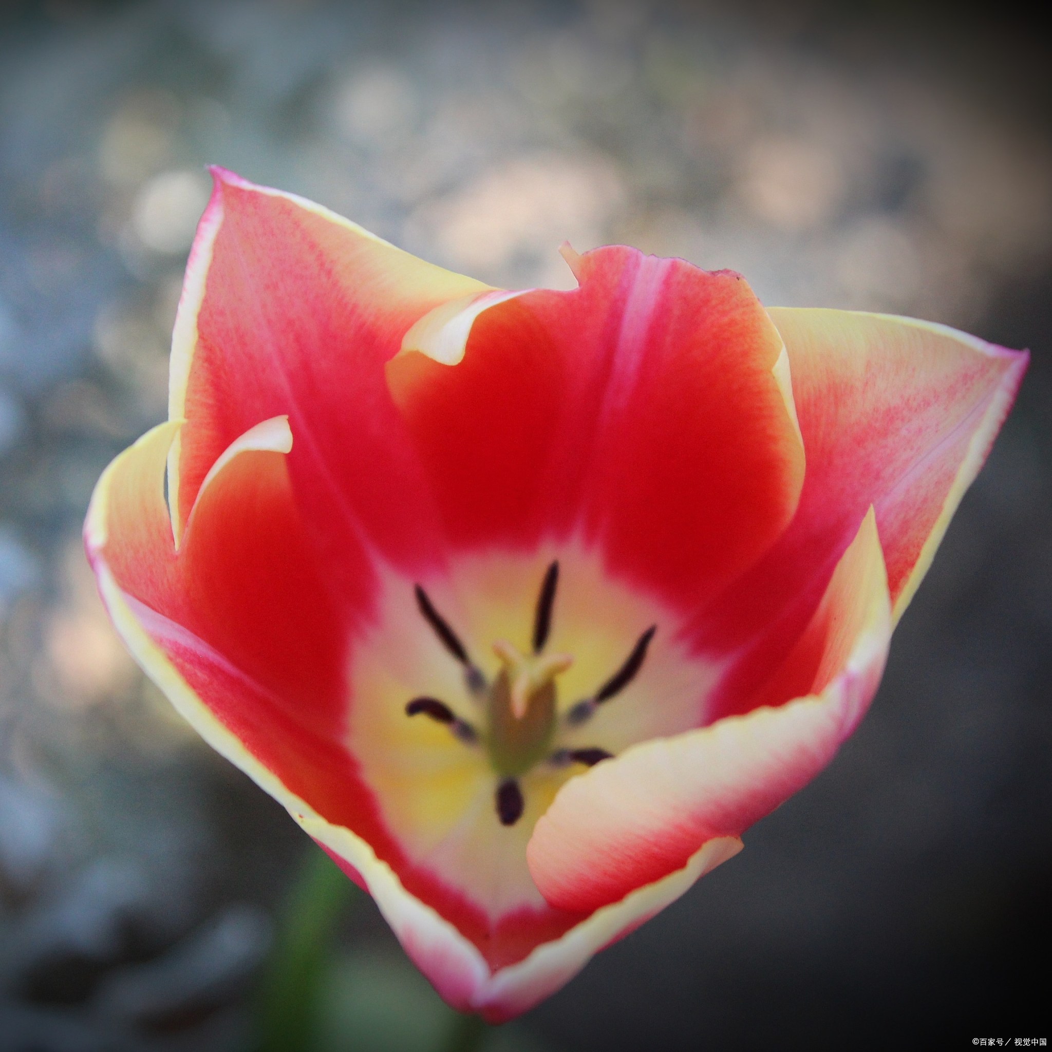 仙客来休眠后的养护