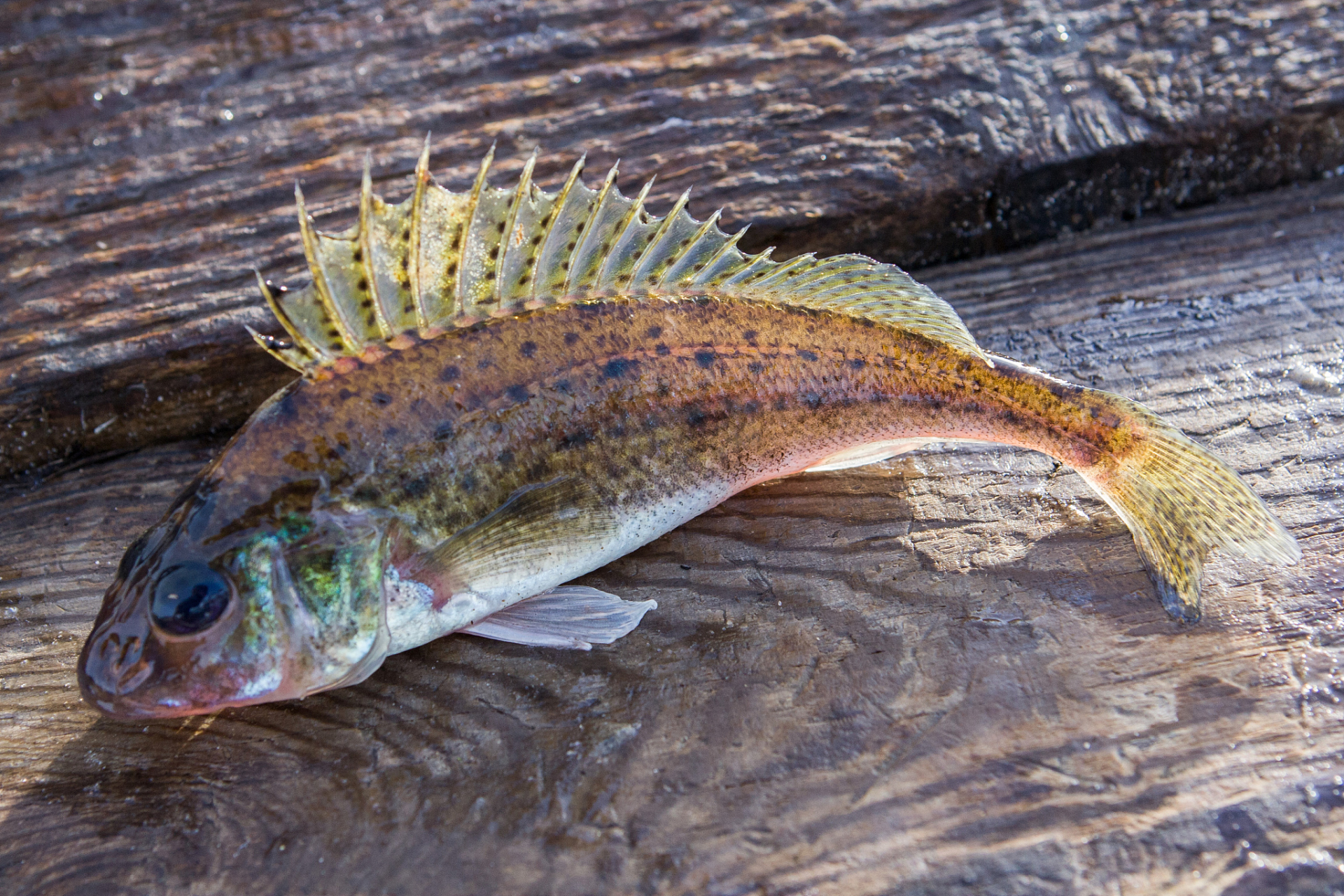 购买时选择新鲜的小青龙鱼,注意观察鱼腹部的状况.