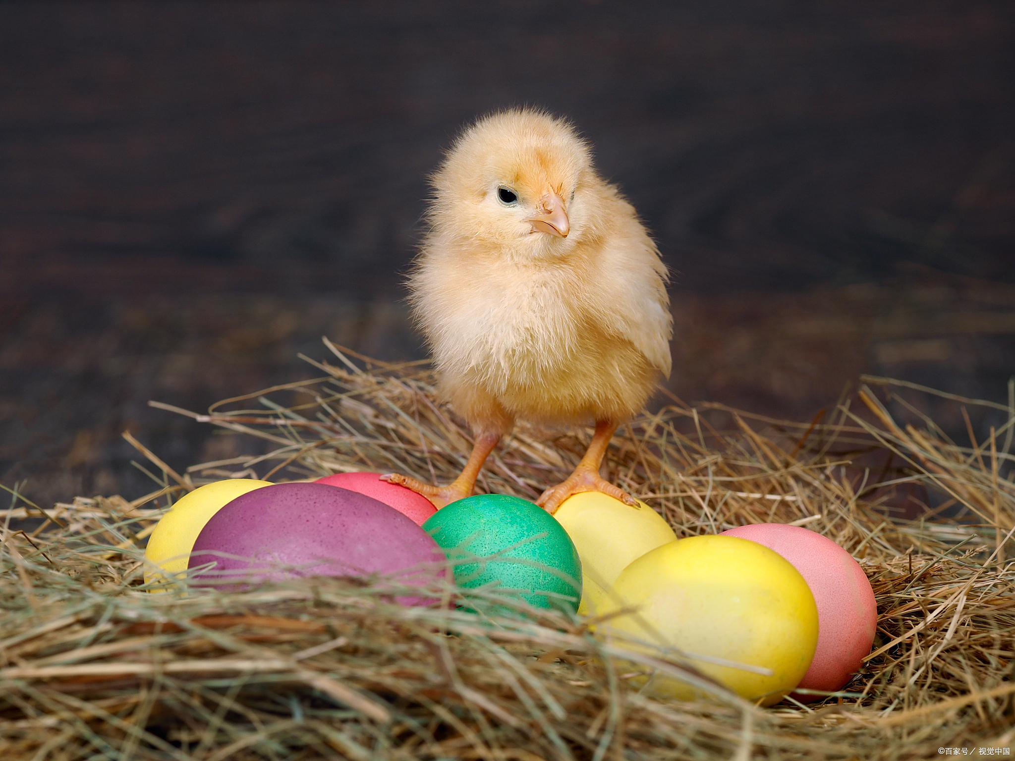 重要的是你内心的美." 小鸡又问:"那我内心美是什么?