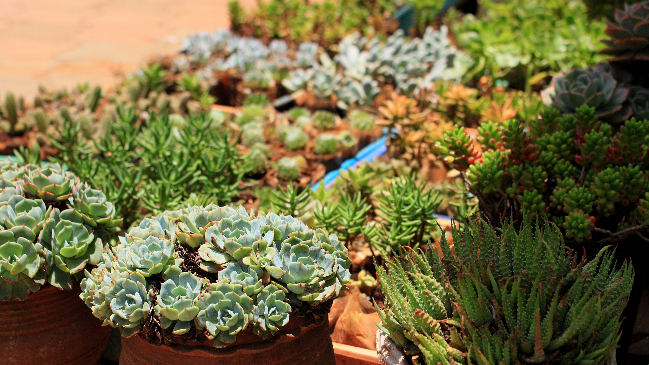 本文介绍了在克罗地亚养护多肉的方法,包括阳光照射,适度浇水,良好的