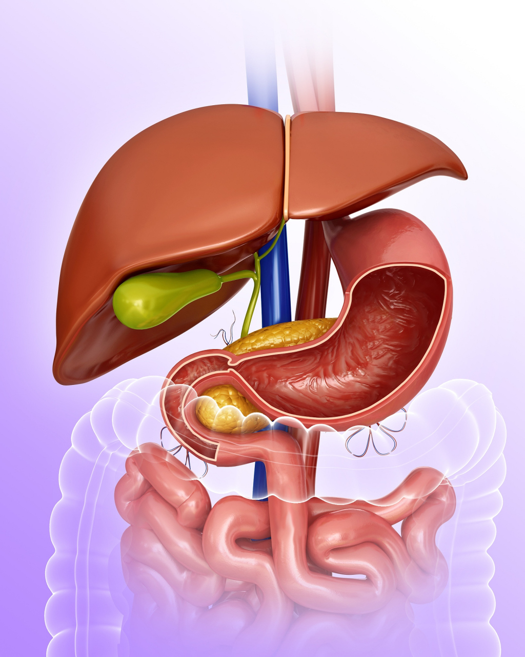 胆囊的位置图图片