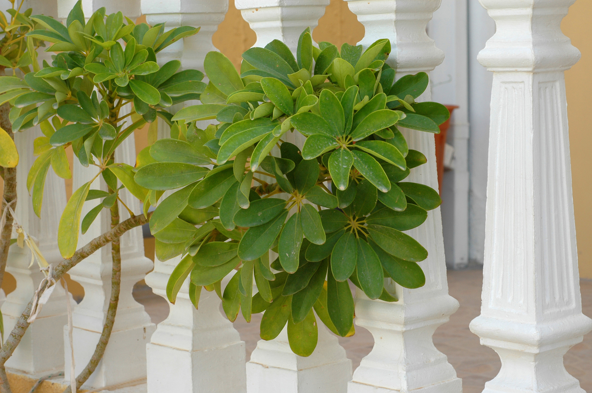 鹅掌柴,是一种常见的室内植物,也被称为鸭掌木,大叶伞,鸭掌木等