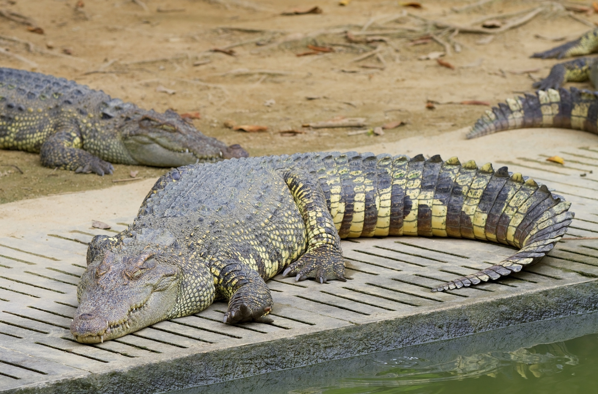 鳄鱼的天敌主要包括其他大型掠食者,人类活动以及自然环境的因素.