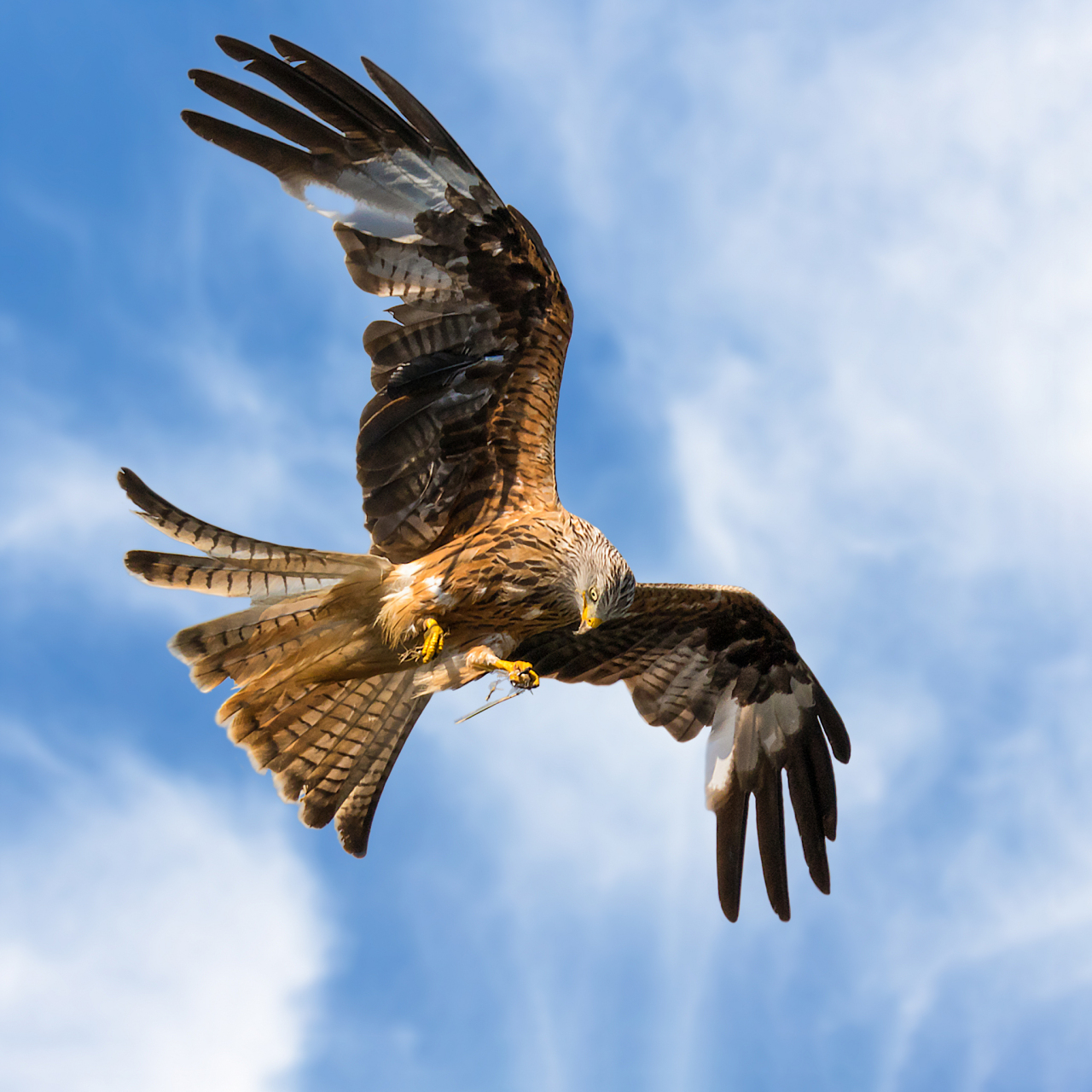 鹰的独舞,无人喝彩,却展翅飞翔!  鹰,一种生来就带着使命的生物.