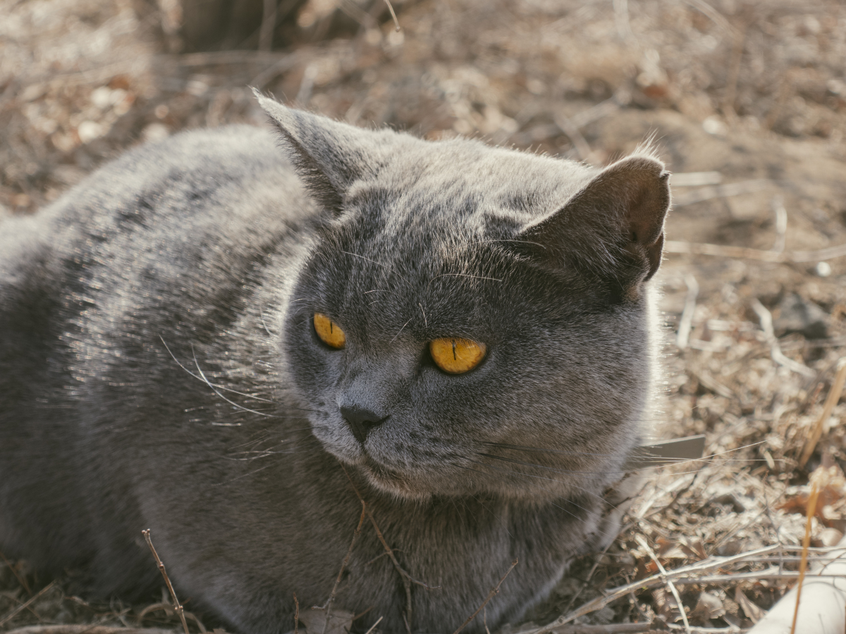 蓝猫长什么样子图片