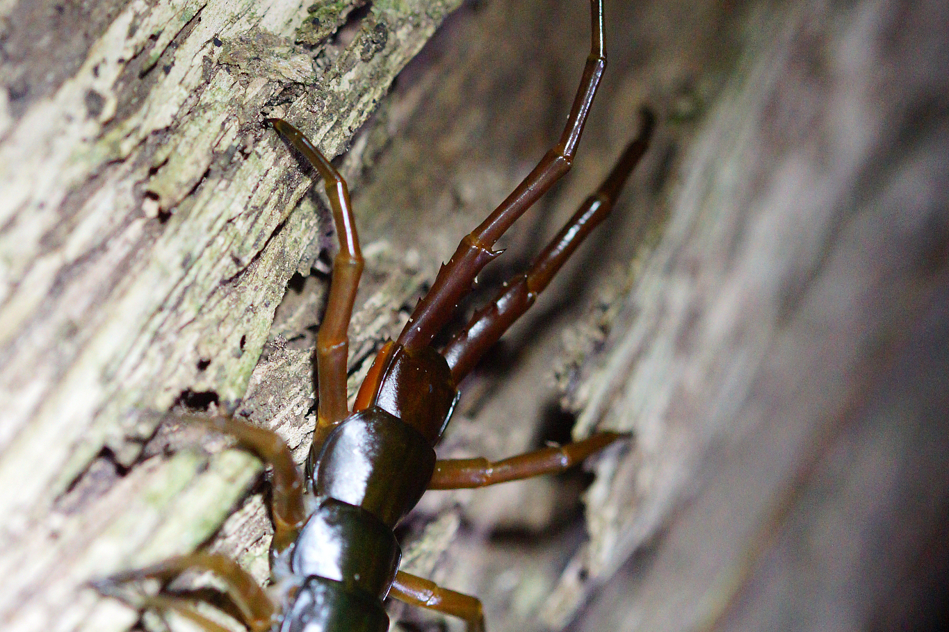 摘要:花盆土壤中出现蜈蚣状虫子,可能是有益的土壤生物或有害生物.