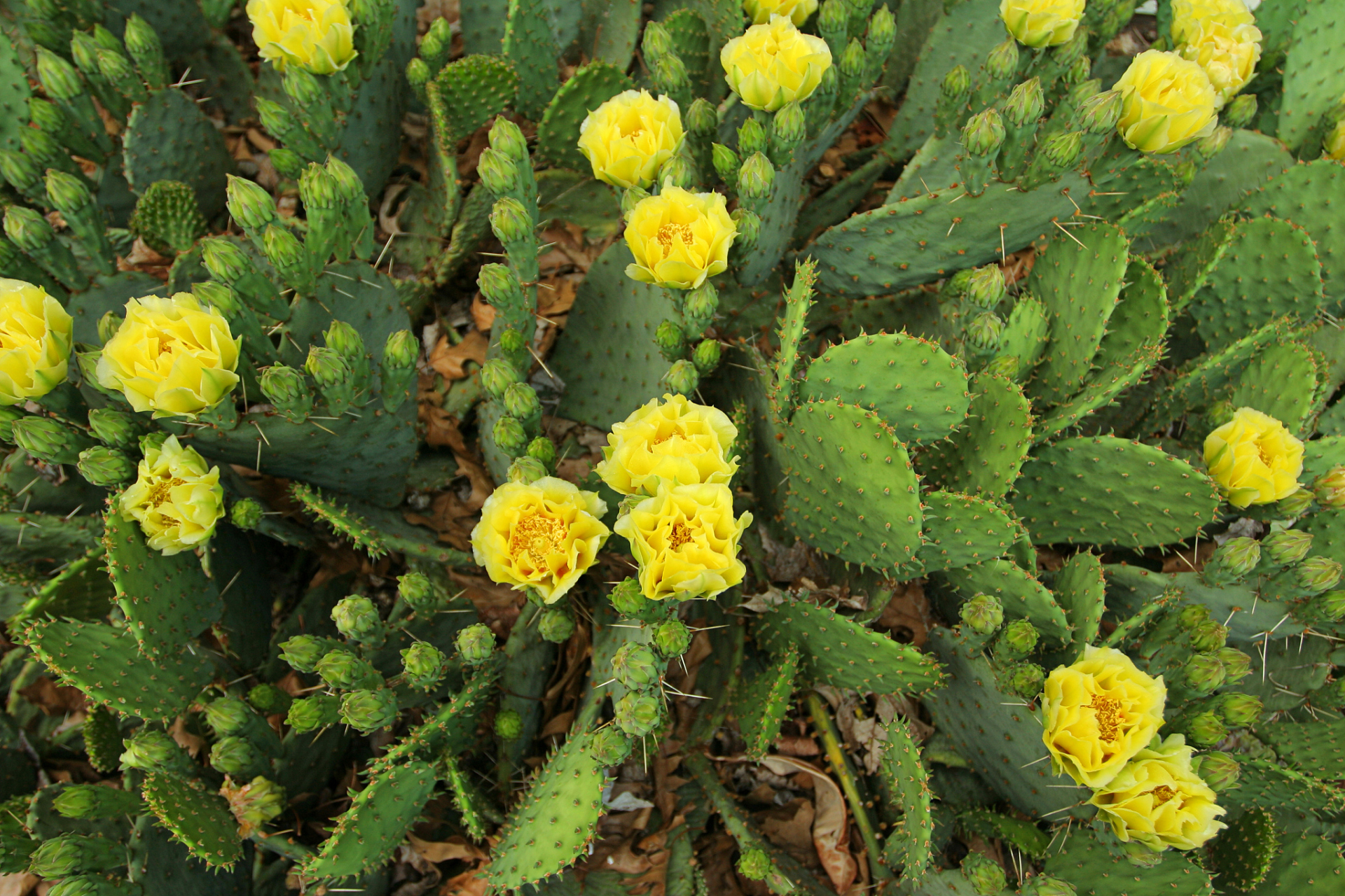 黄毛掌的养殖方法和注意事项  黄毛掌(学名:kalanchoe blossfeldiana)