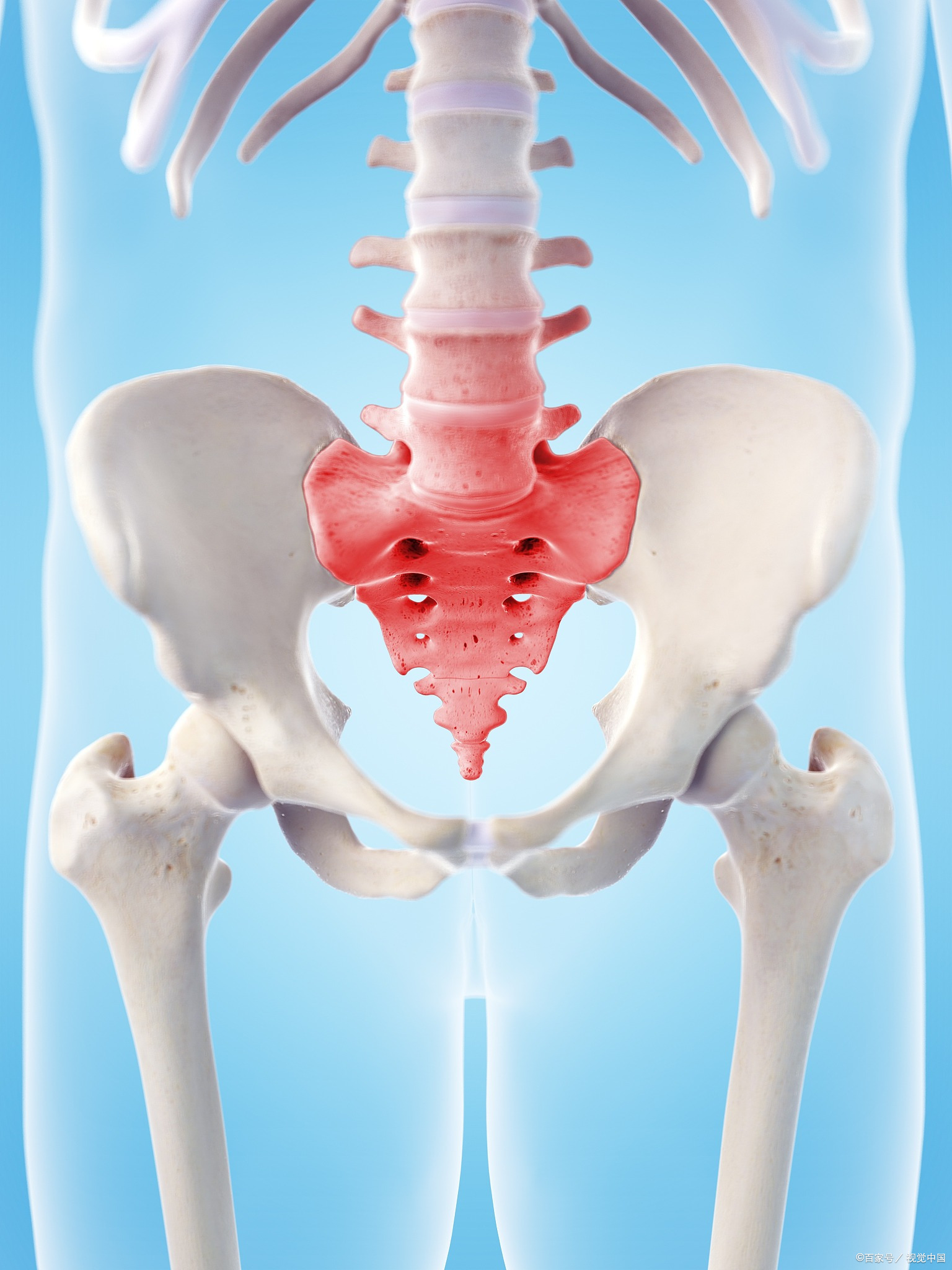 骶髂的拼音图片