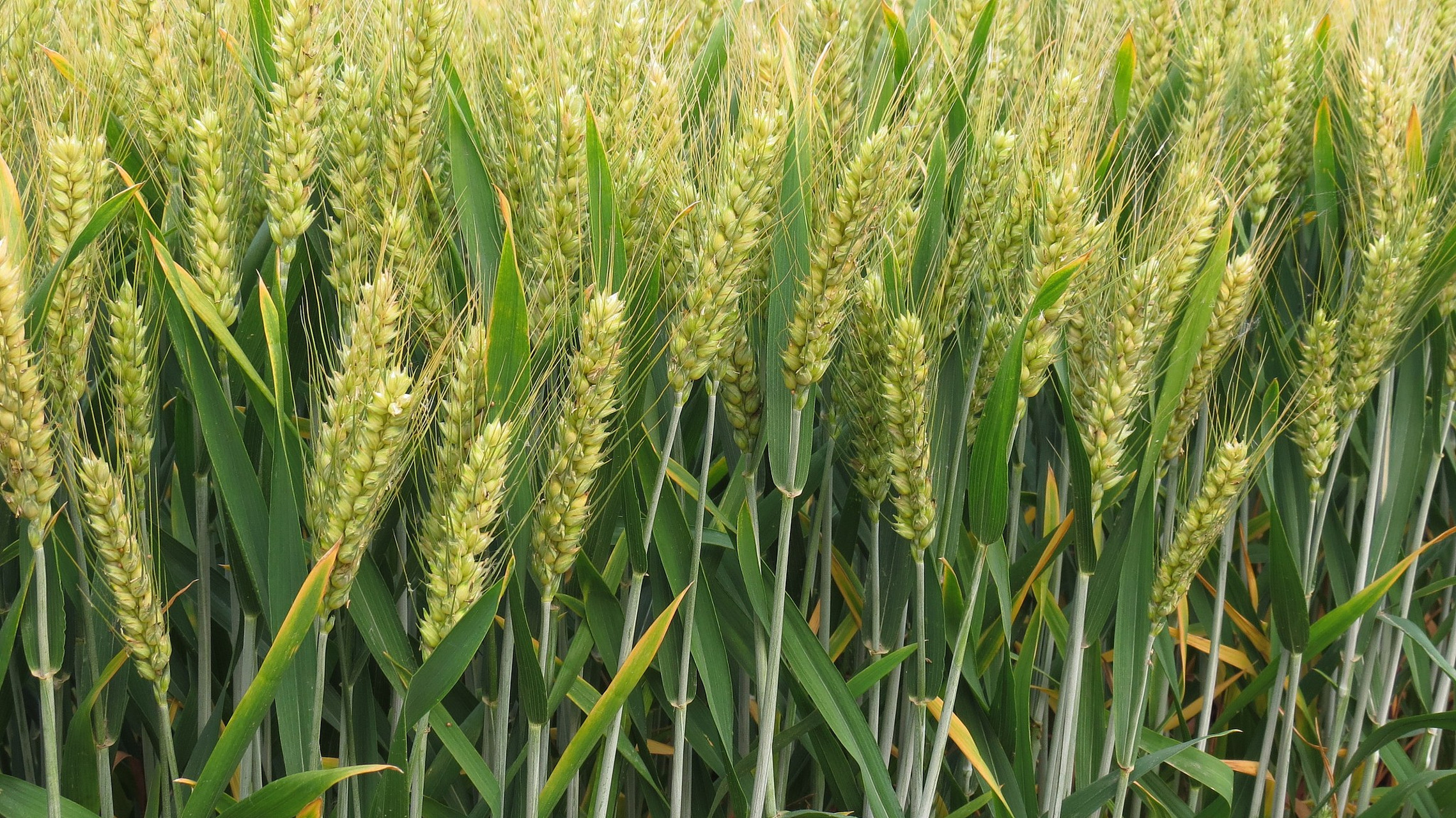 山农28小麦是一种具有抗倒伏和抗病虫害能力的普通小麦品种,平均产量