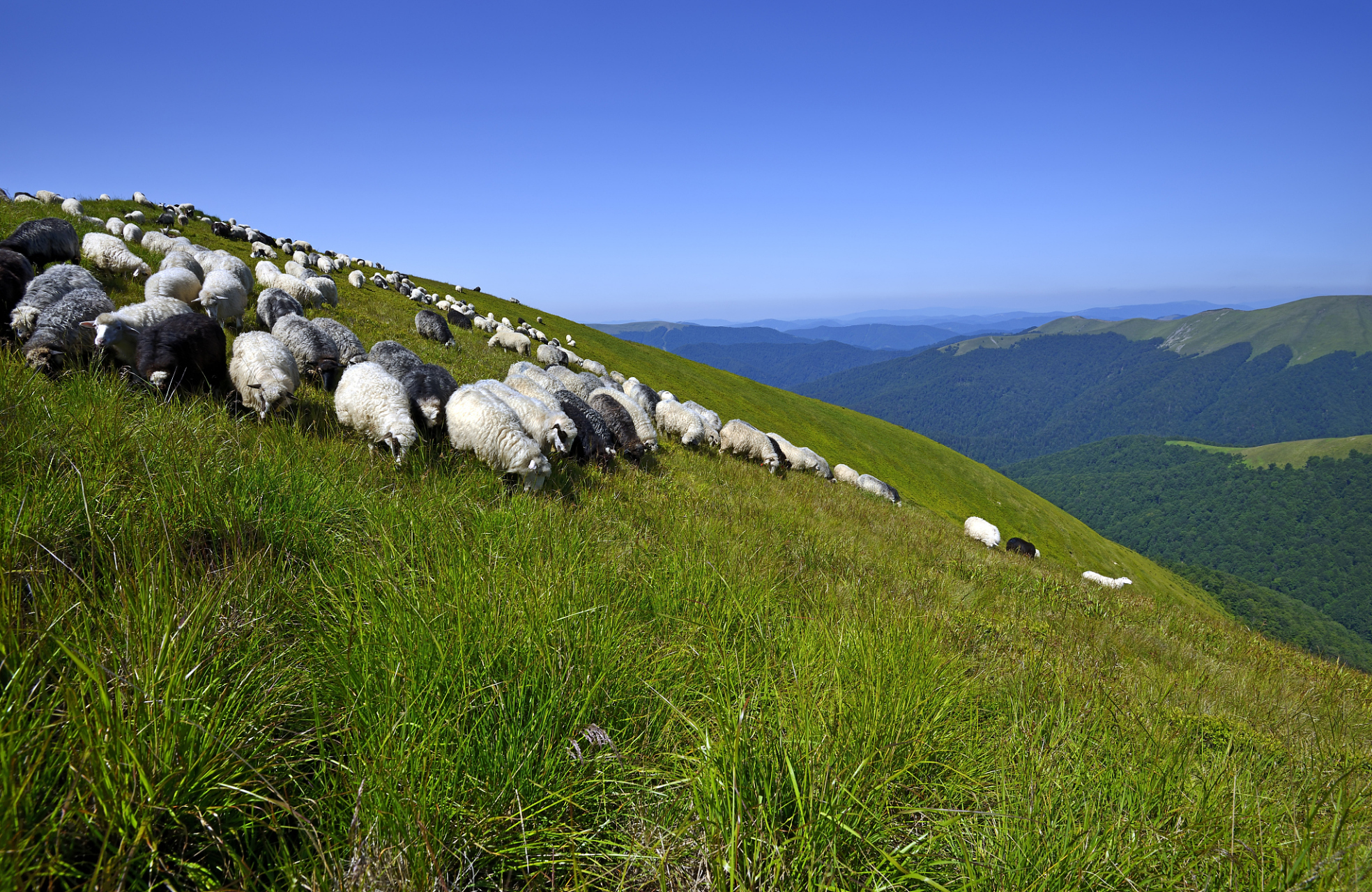 位于贵州省六盘水市盘州市境内,是贵州海拔最高,面积最大的高山草场