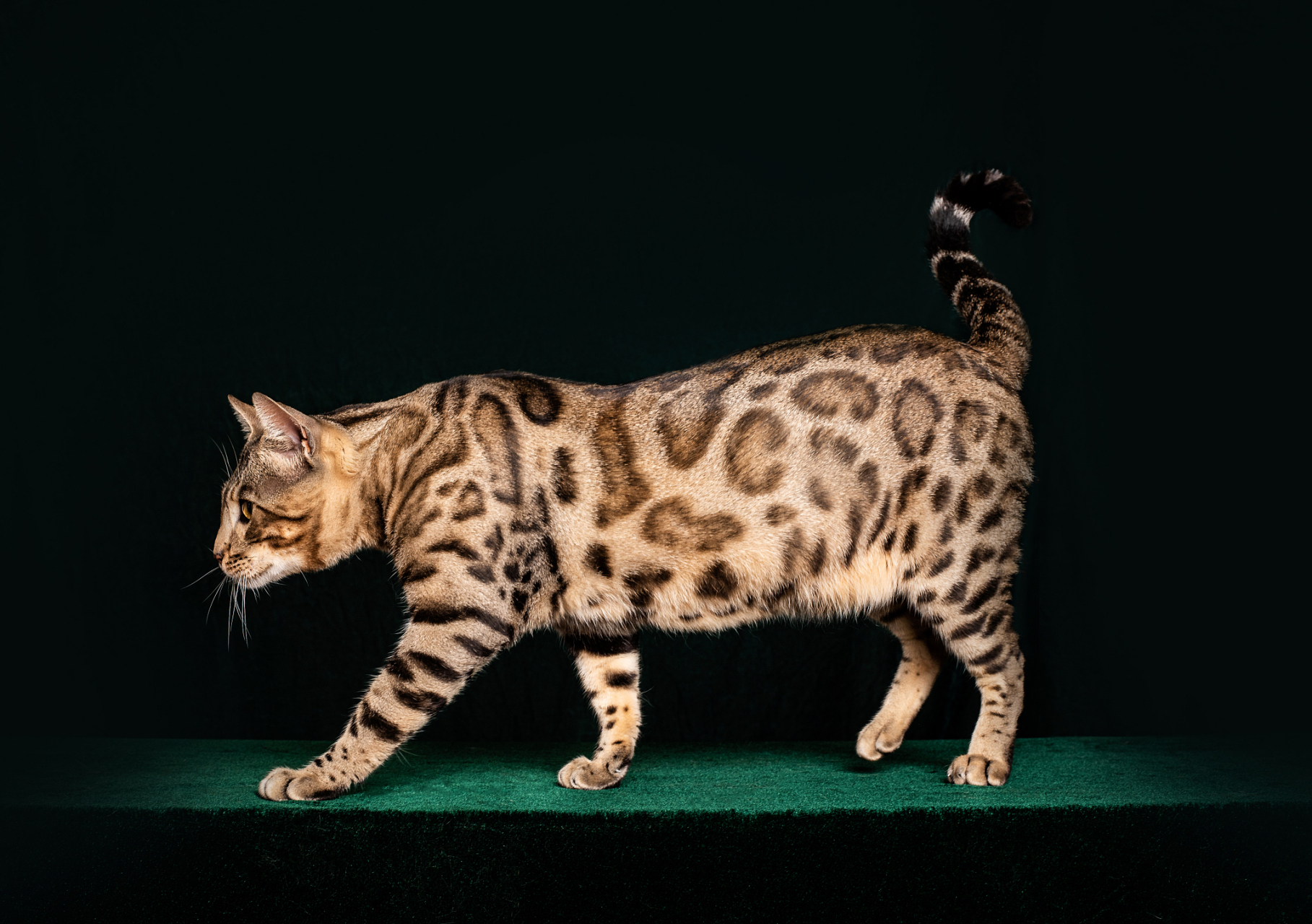 孟加拉豹猫是一种引人注目的猫品种,其独特的外观和性格特点让人难以