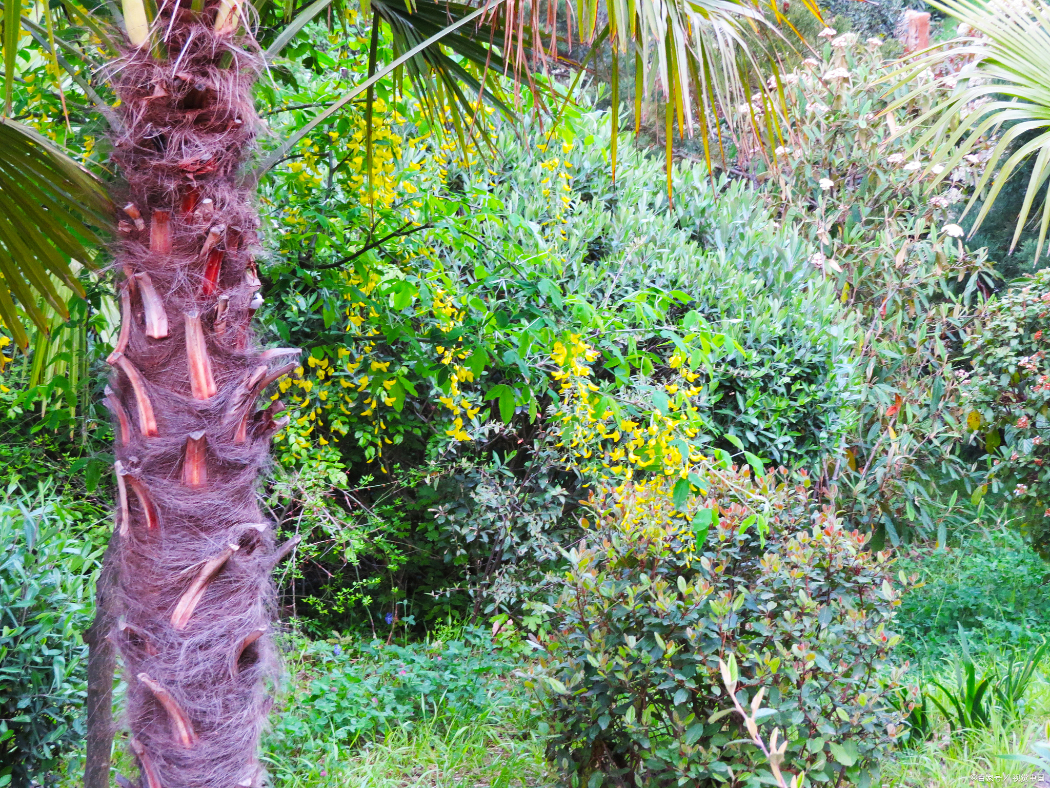 汕尾红椎林的保护级别,国家保护植物重要,保护意义!