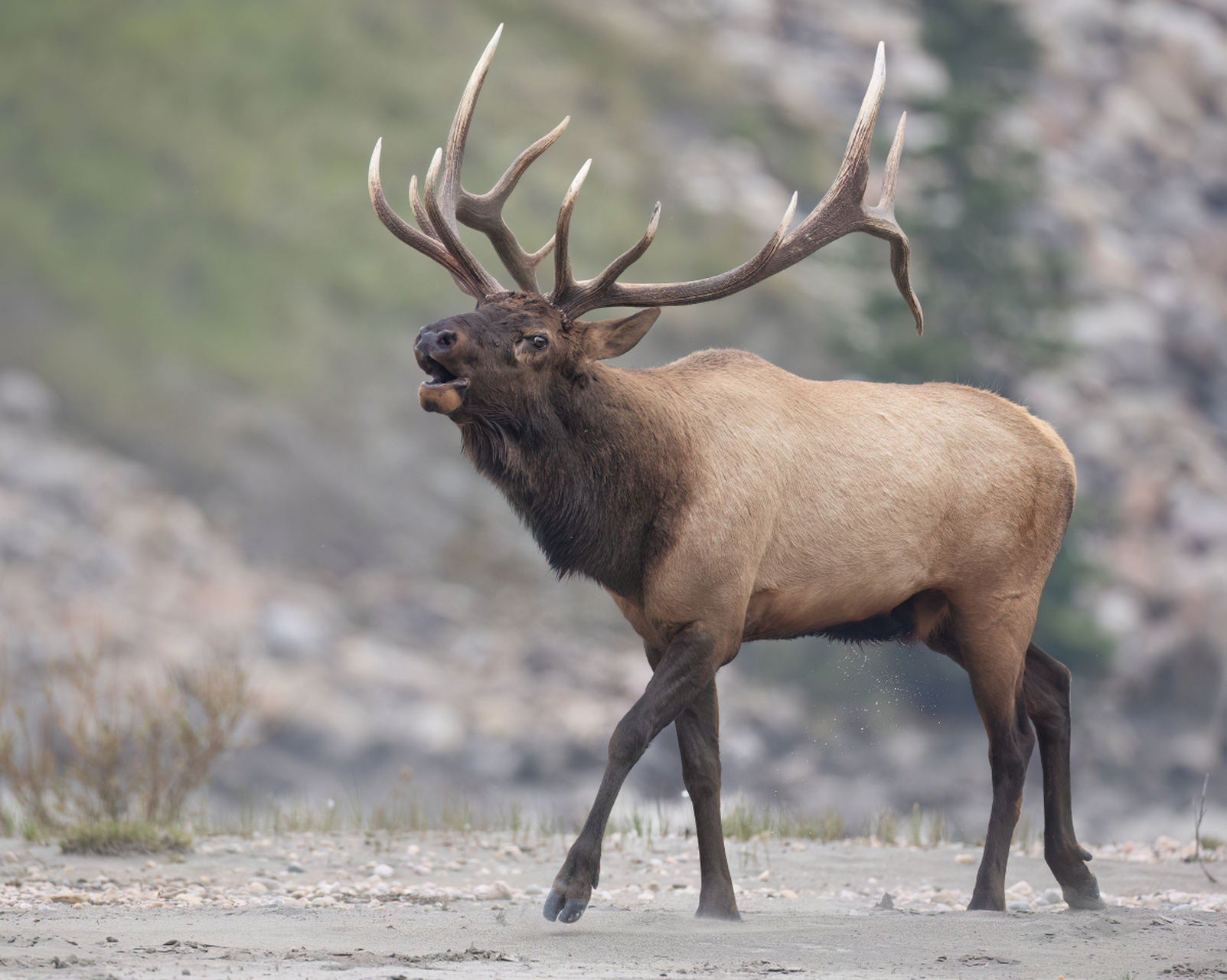 麋鹿是适应性强,生命力顽强的食草动物,其祖先曾长有长牙,现已退化.
