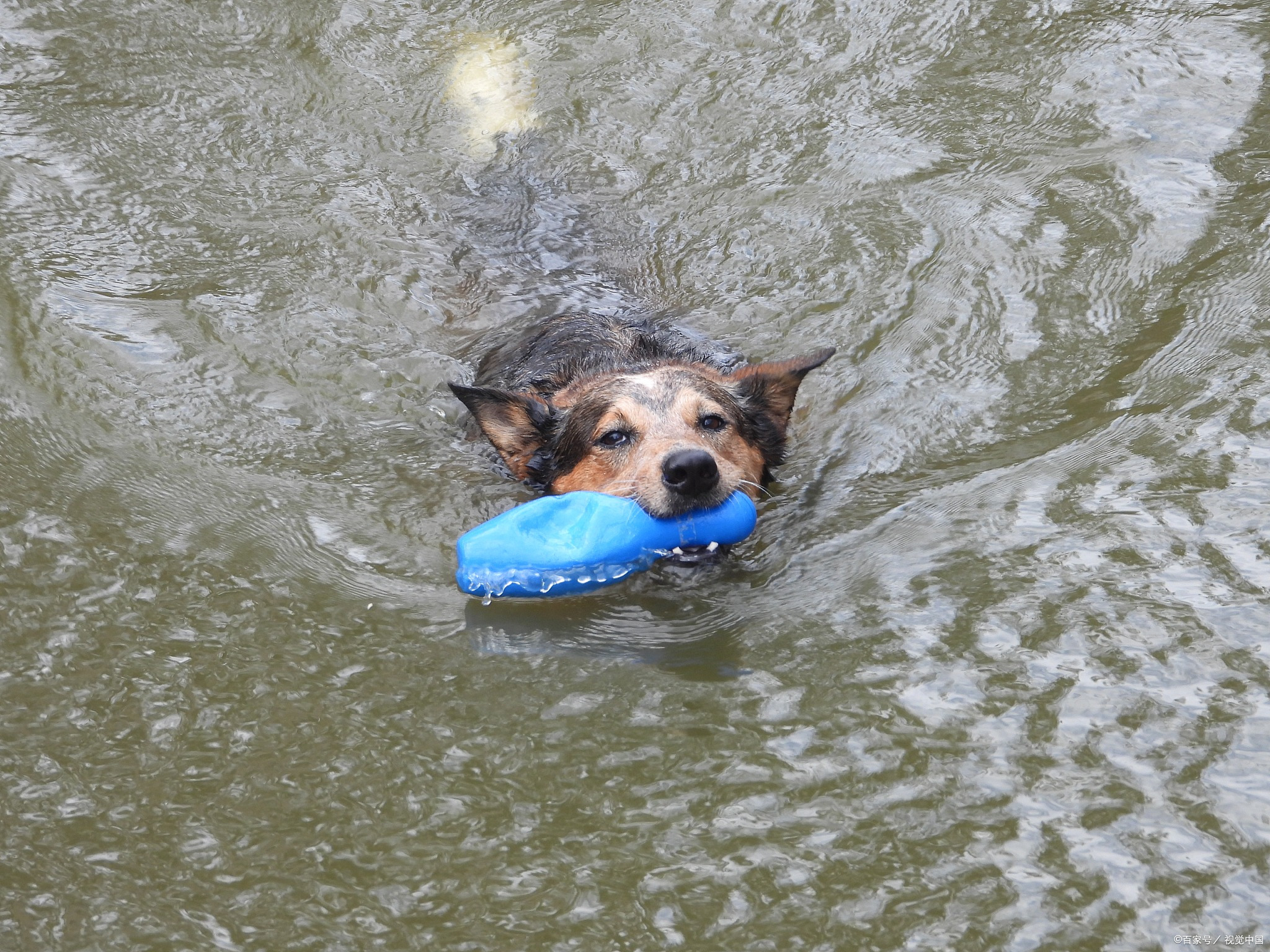 热点引擎计划# 河南暴雨中狗妈妈守护幼崽,感人一幕