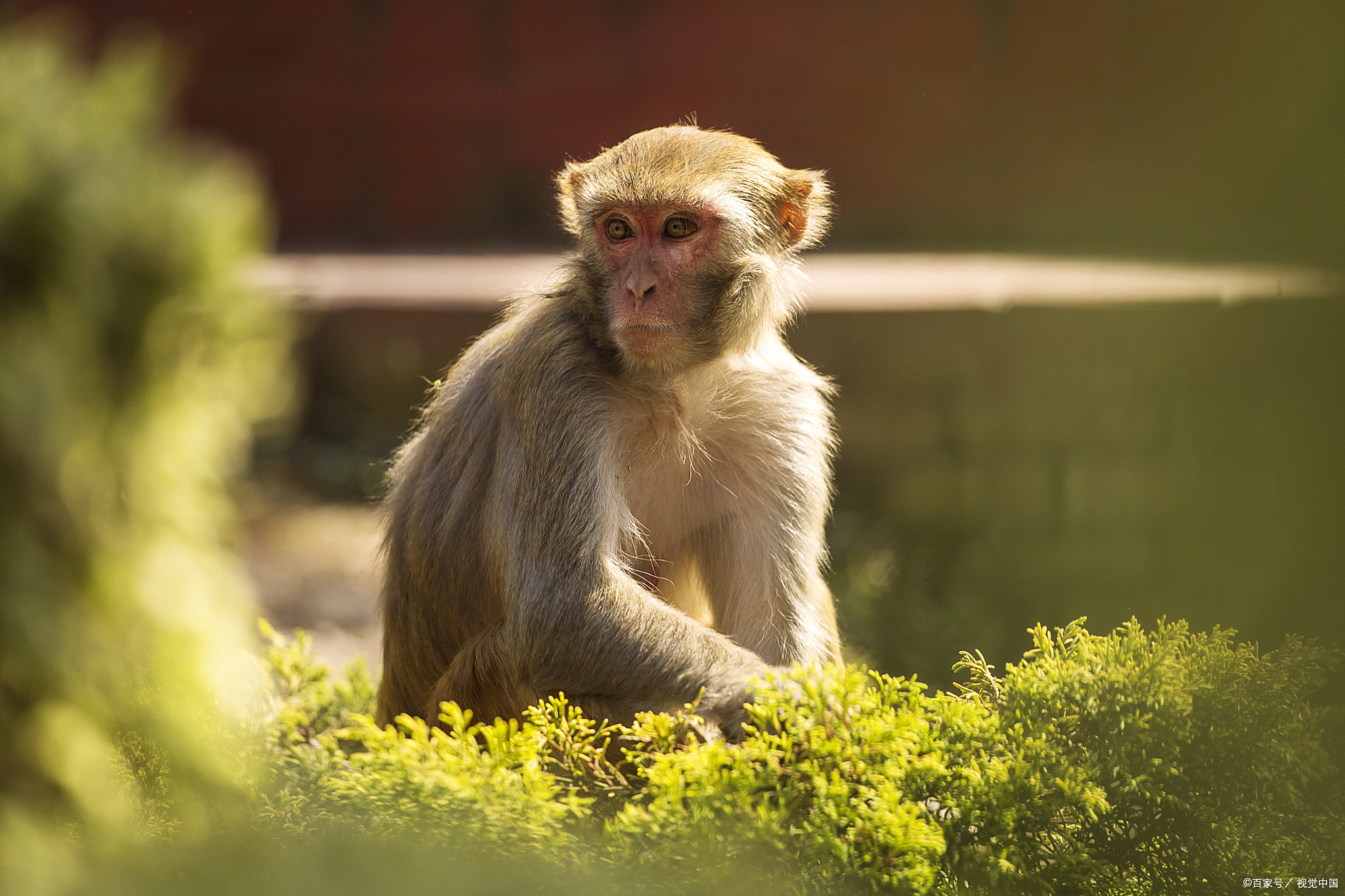 2828年生肖猴运势(2028年运气最好的生肖)