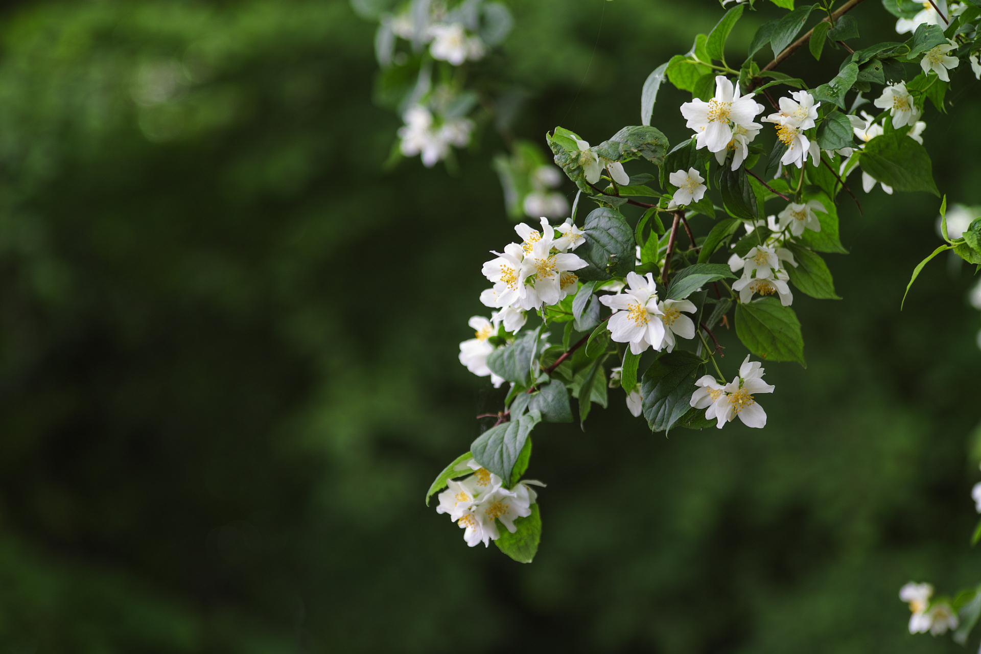 心太软的人很难快乐起来,他们总会因为别人的忧伤而忧伤,一次次体谅