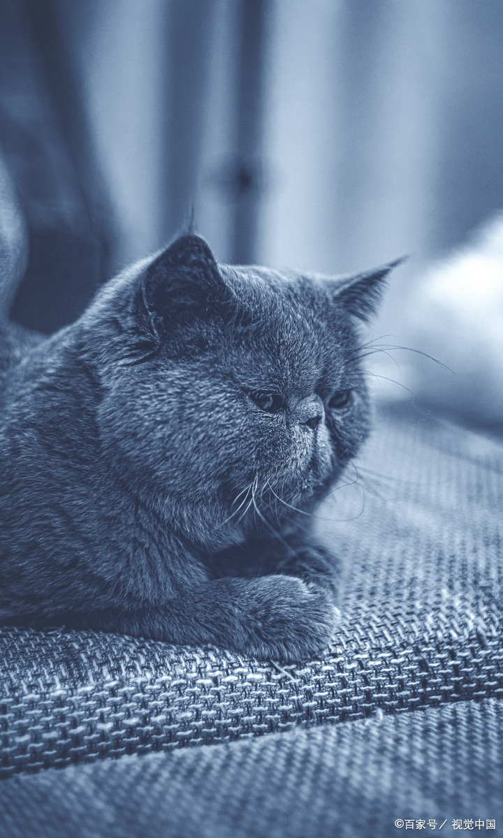 蓝猫眼睛什么颜色的最纯