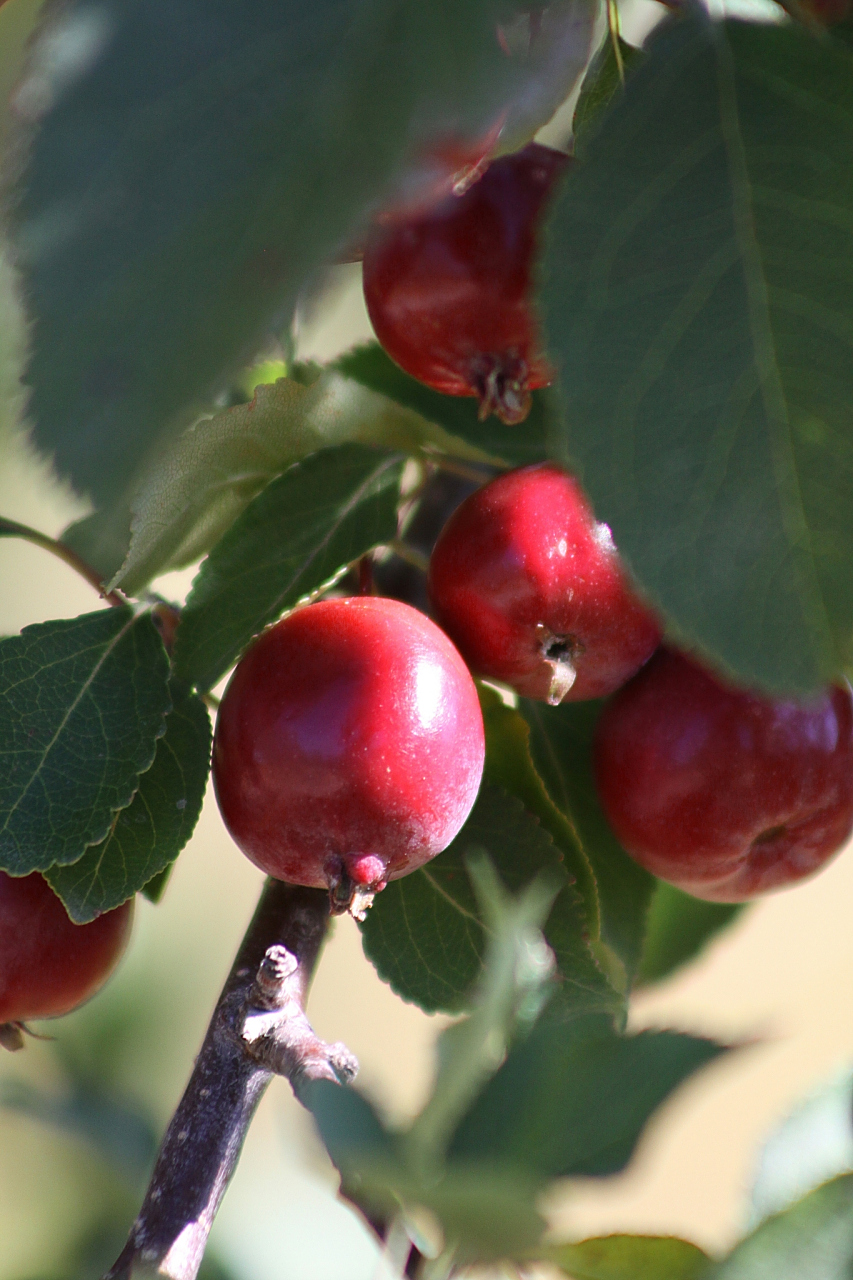 楸子(学名:malus prunifolia (willd.) borkh.