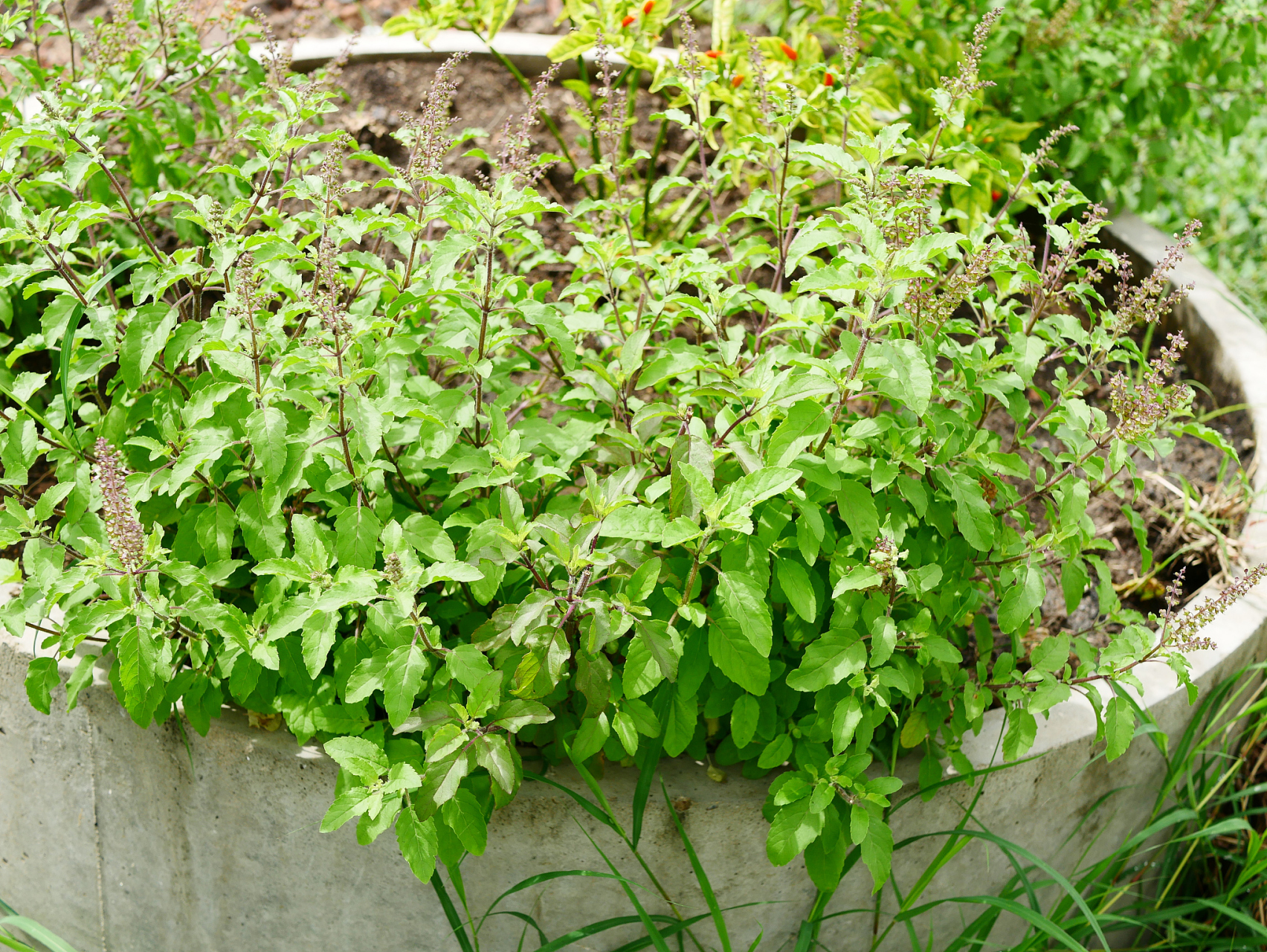 拉拉秧通常是指葎草,腰间盘突出通常是指腰间盘突出症.