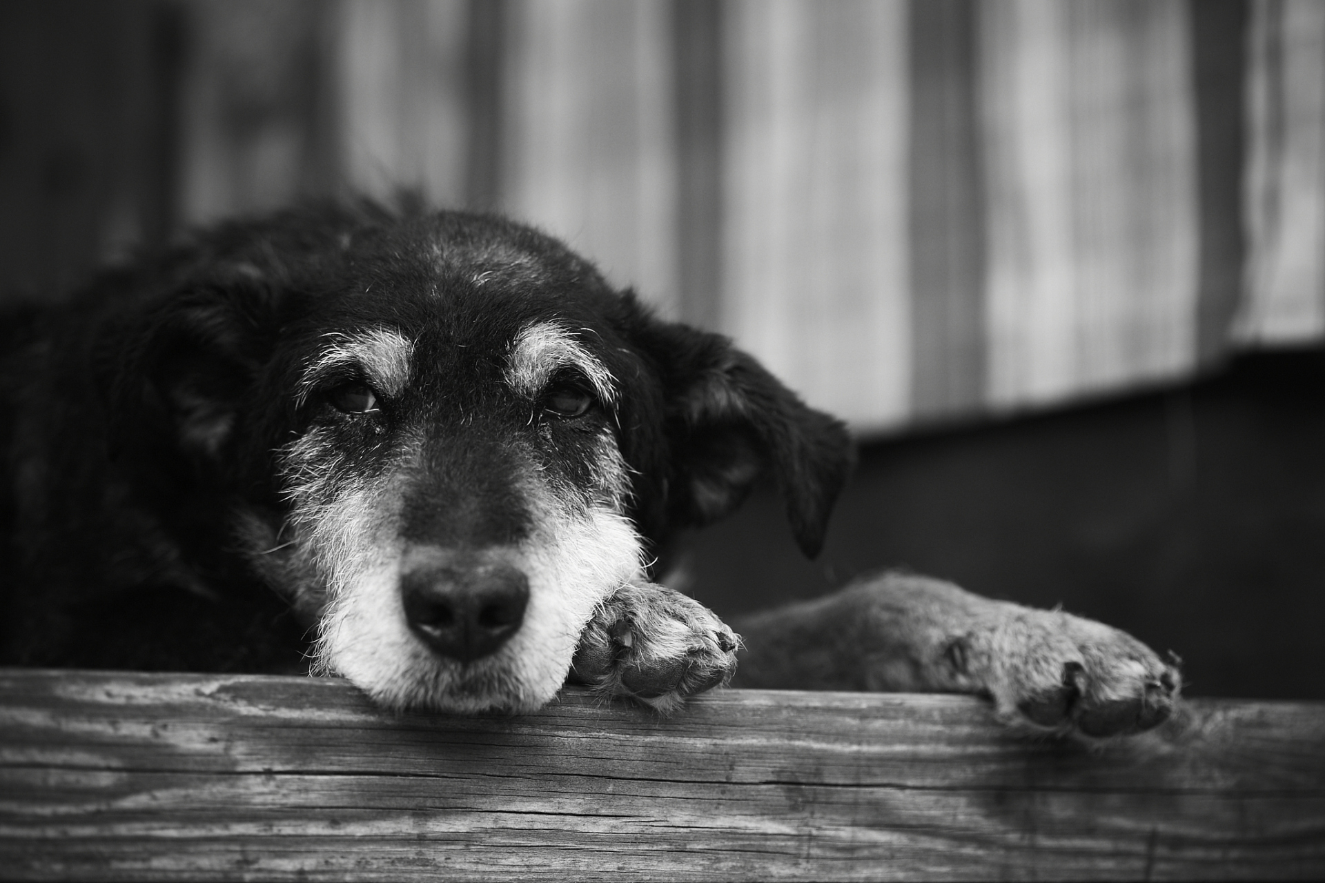 狗狗该为咬伤人类负责吗 四川一小女孩被罗威纳犬咬伤,面部毁容,而狗