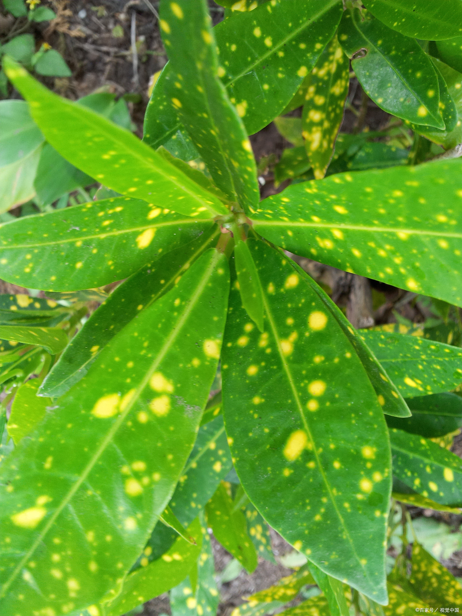 金银花病虫害防治图片