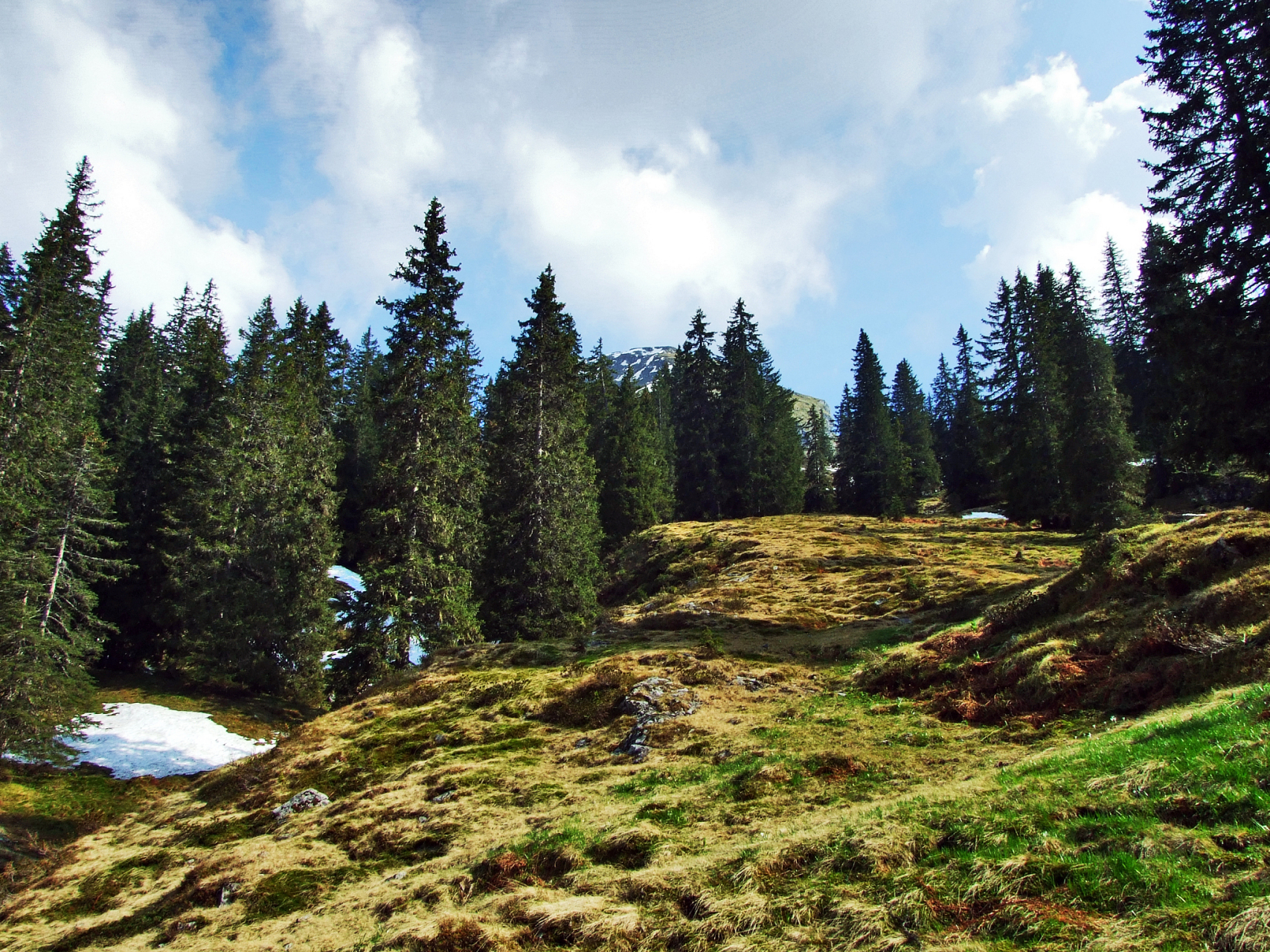 天山雪岭云杉林,被评为中国最美的十大森林,位列首位!