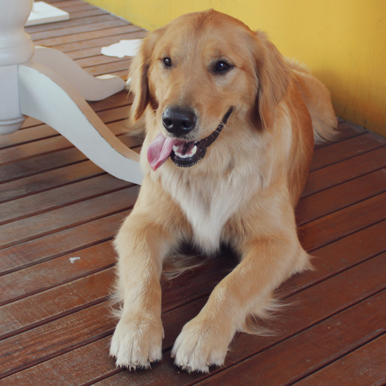 金毛犬,又称黄金猎犬,是最为受欢迎的犬种之一,同时也是世界上最友好