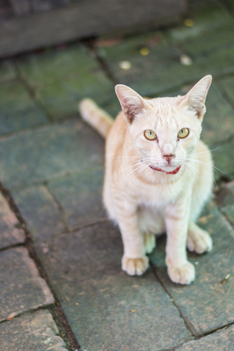 想养宠物但不知选哪种?来看看这些好养又可爱的宠物吧!