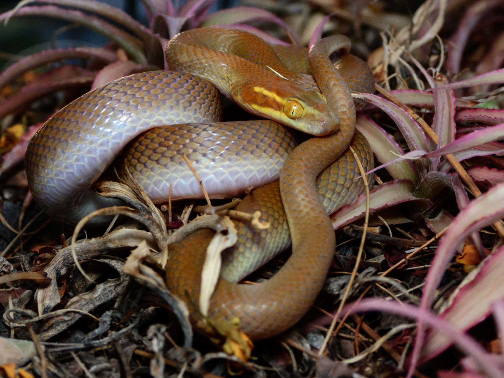 周公解梦# 做梦梦到蛇代表什么意思?