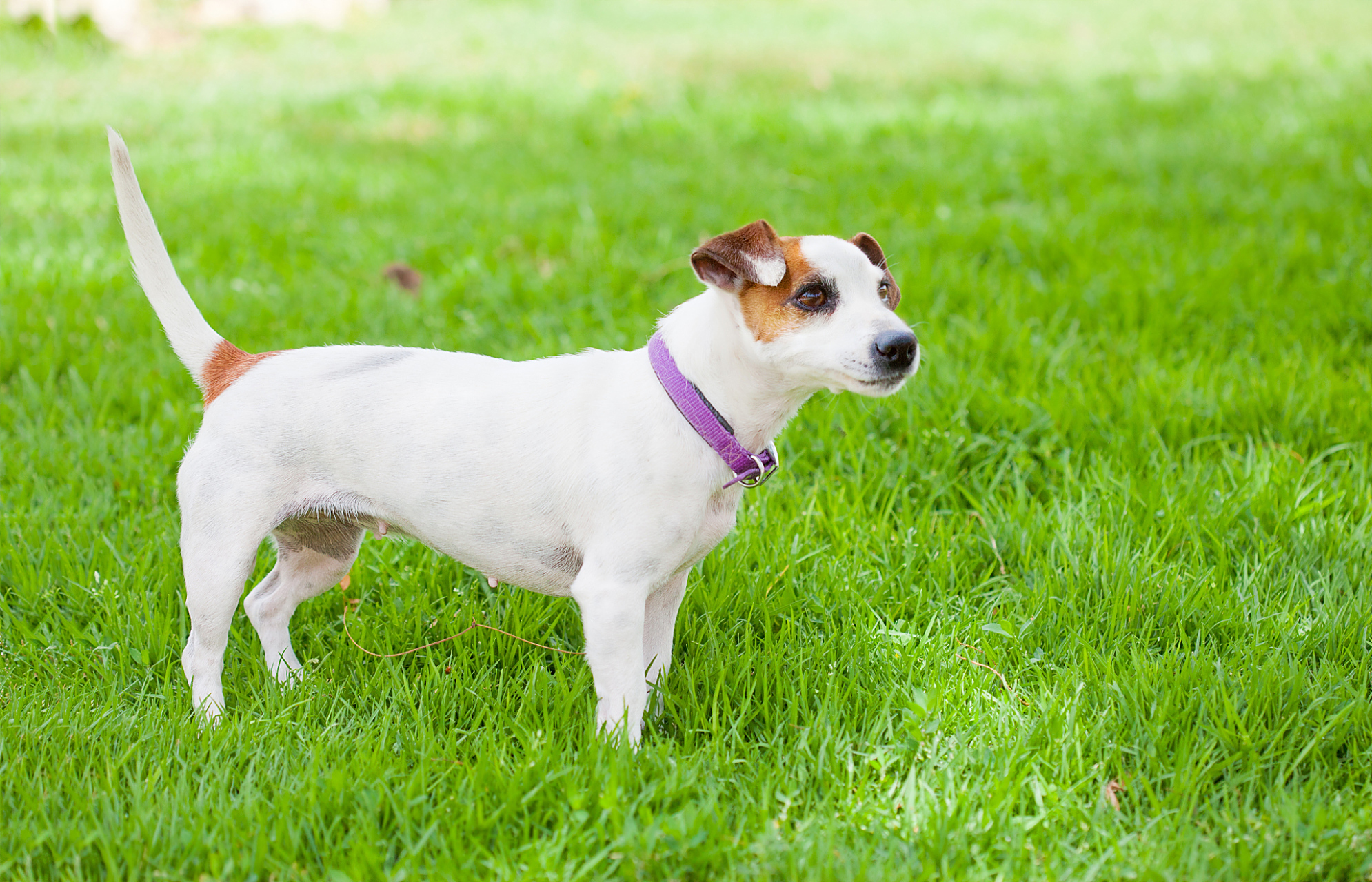 长假读书清单# 杰克罗素梗犬是一种非常友好,活泼,聪明和勇敢的狗狗