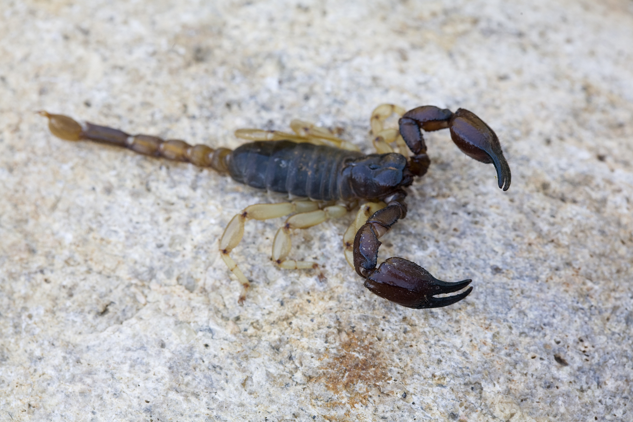 摘要:  蝎子是蛛形纲动物,身体瘦长,有毒刺.