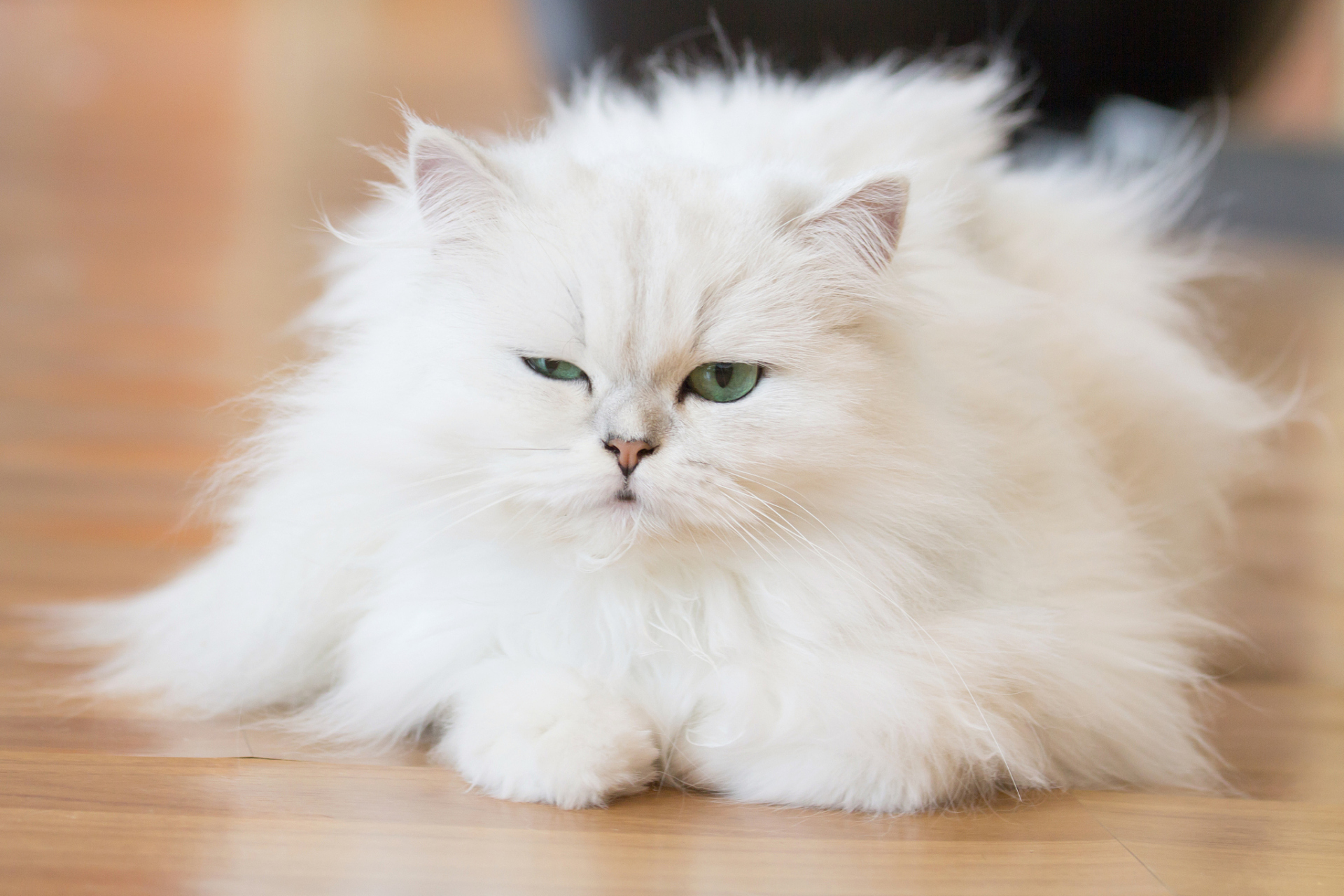 波斯猫是一种源自伊朗的猫品种,通常被认为是高贵,优雅和迷人的.