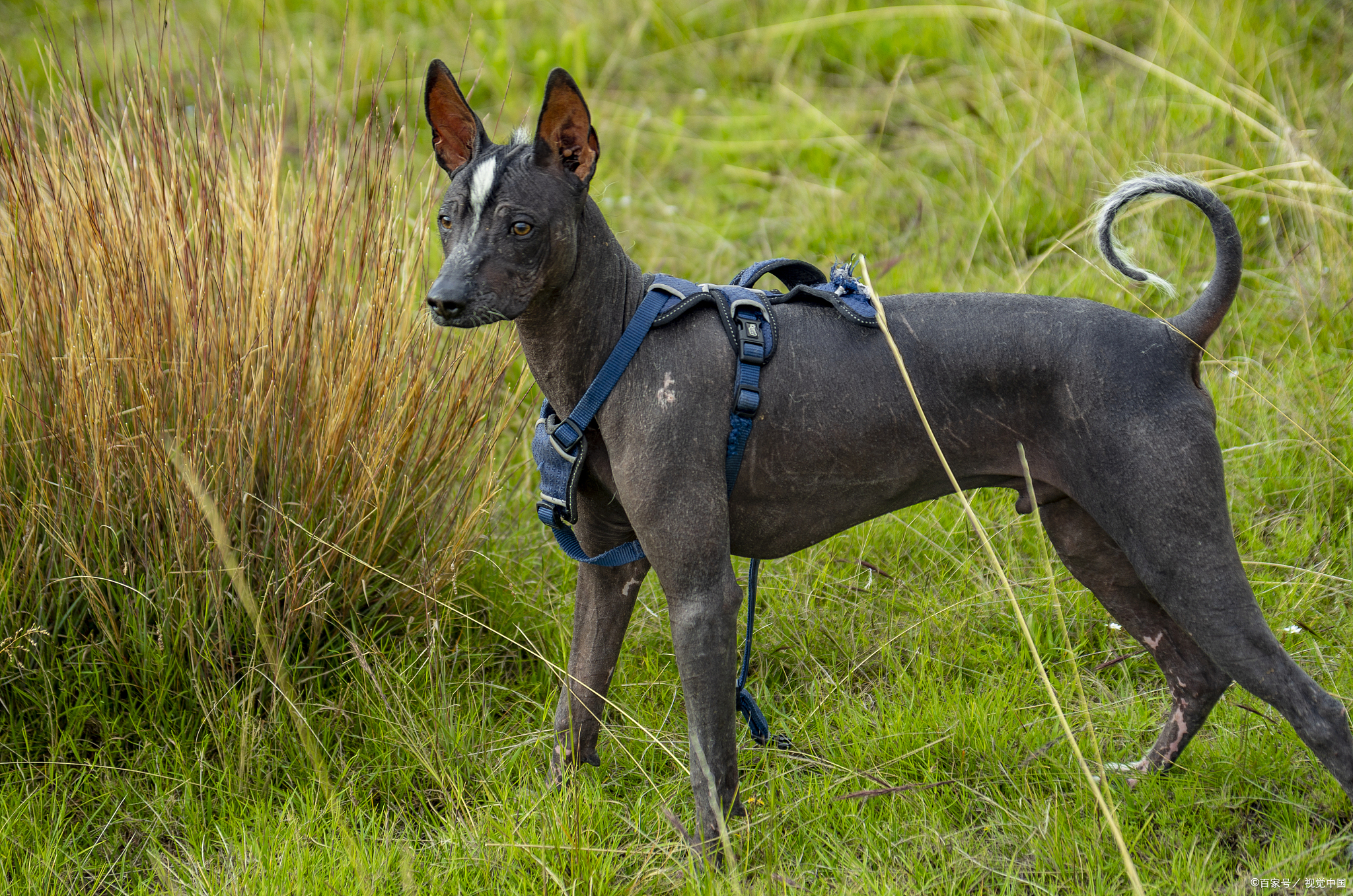 灵缇犬:禁养犬种的背后真相,你真的了解吗?