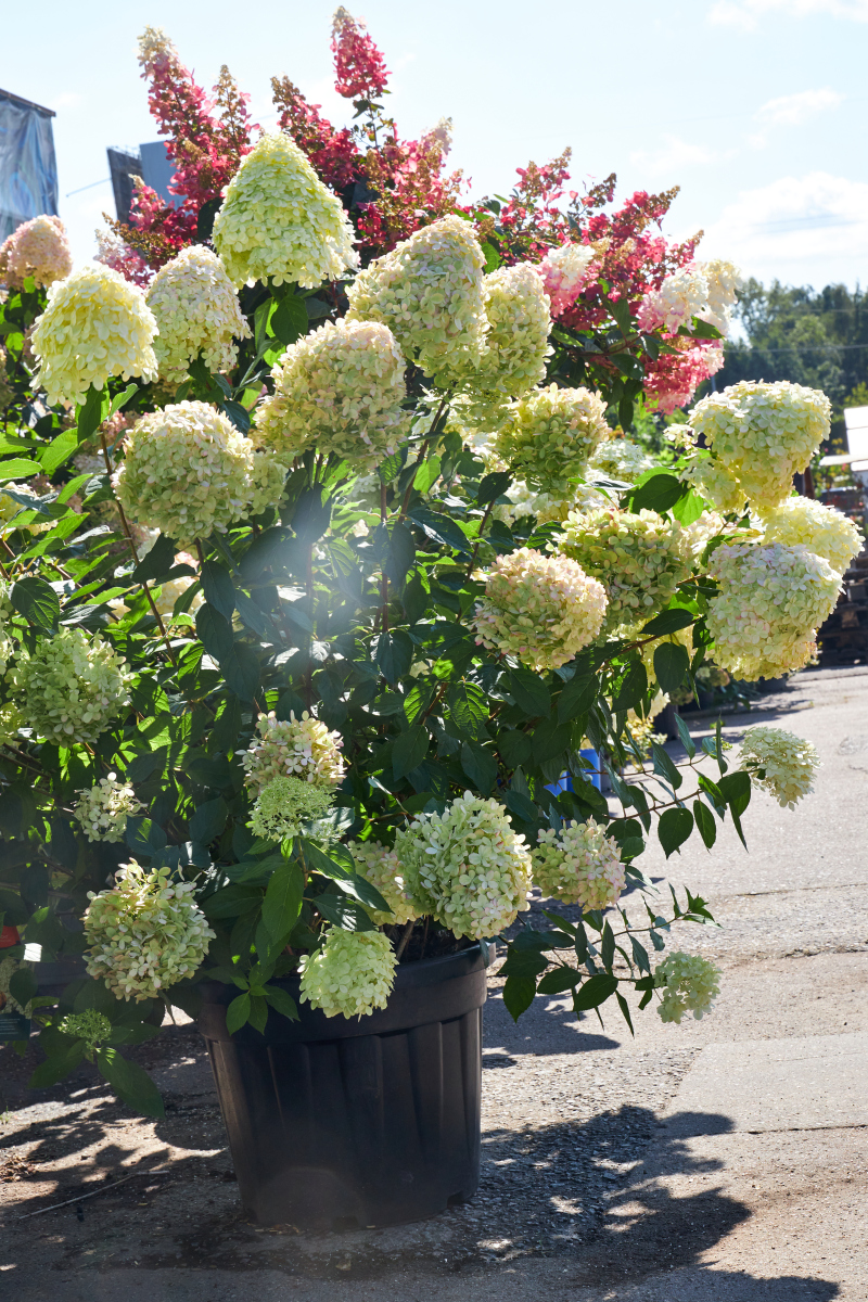 花盆里的花图片