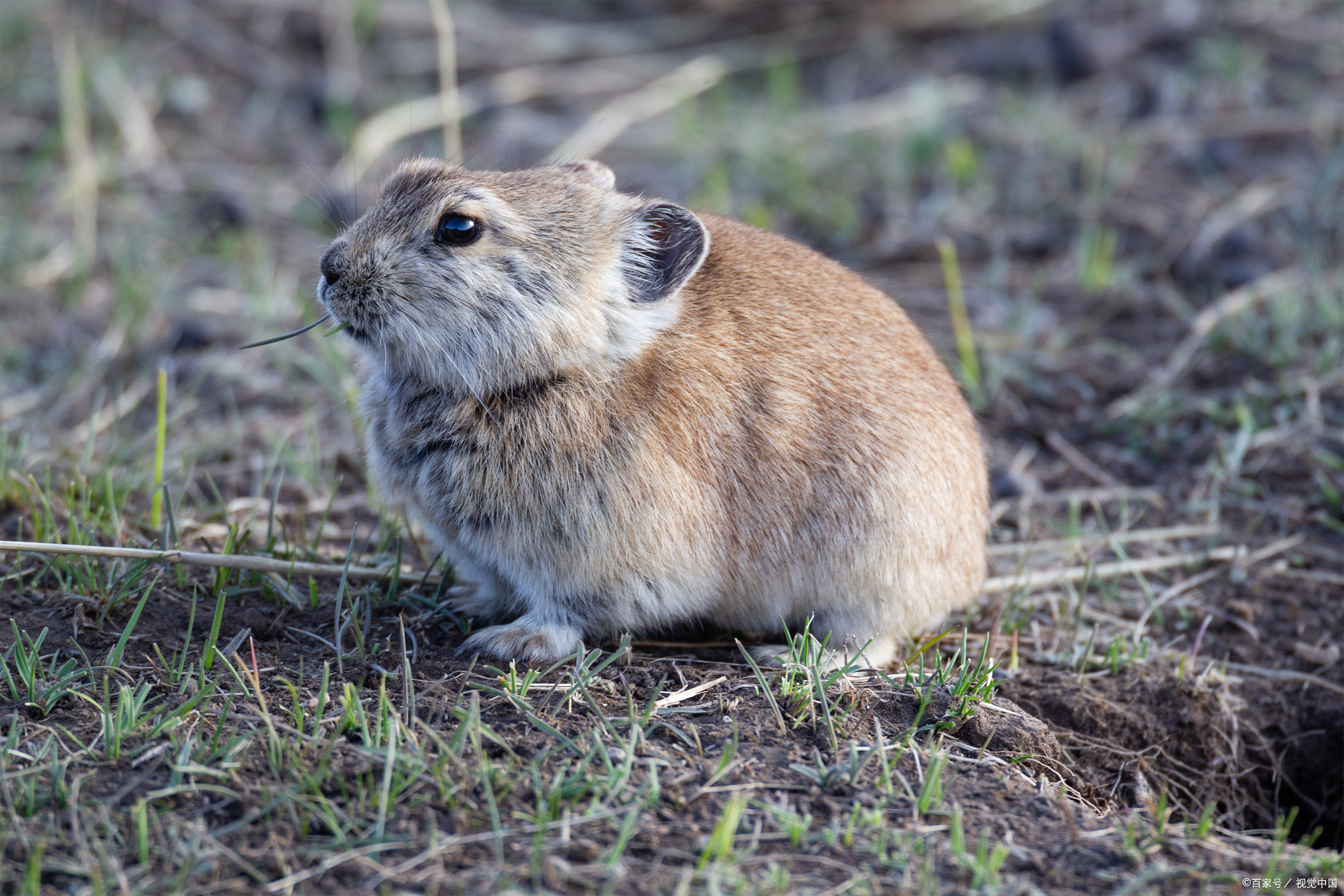 澳大利亚野兔泛滥成灾,为何不引进"屠狼机器"猞猁,有何顾虑?